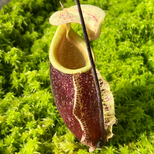Nepenthes rafflesiana x sibuyanensis ‘Suki’