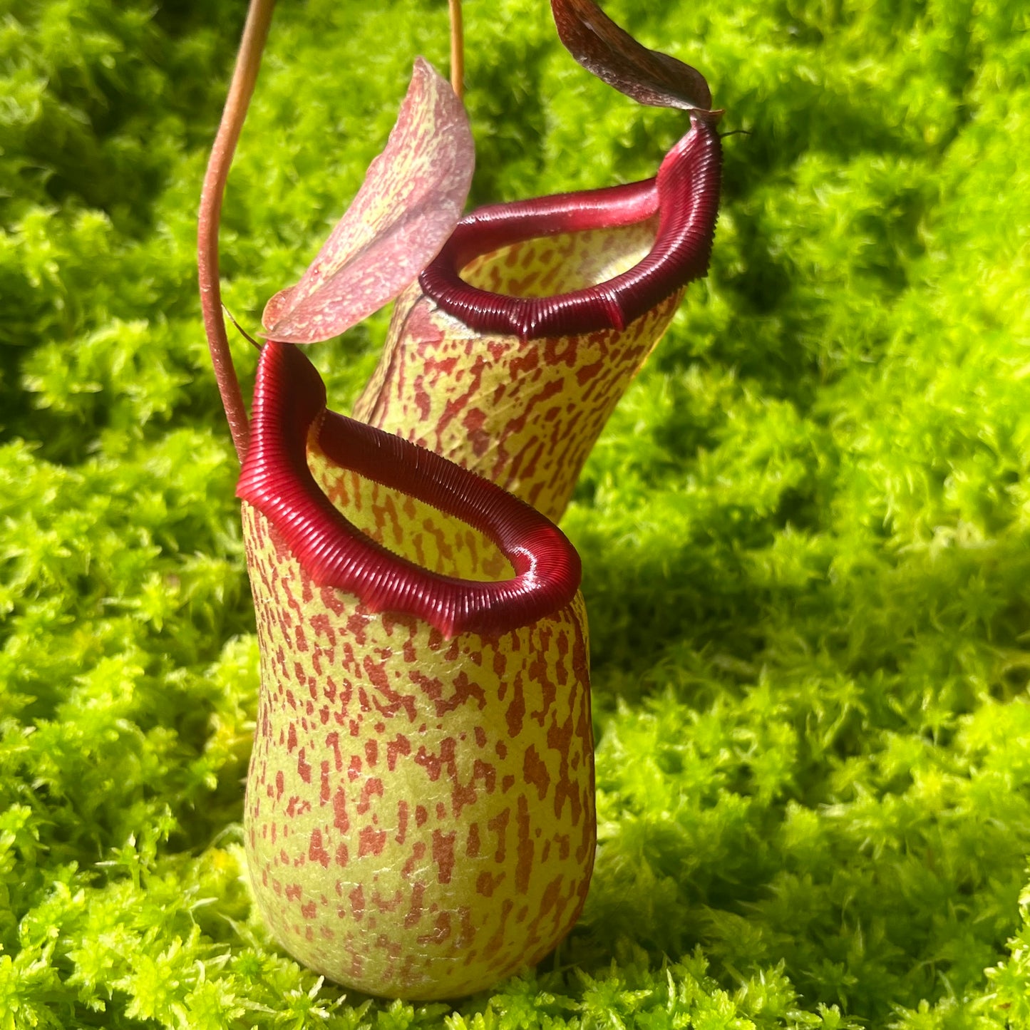 Nepenthes ventricosa x (maxima x talangensis) ‘Mimi's Kiss’