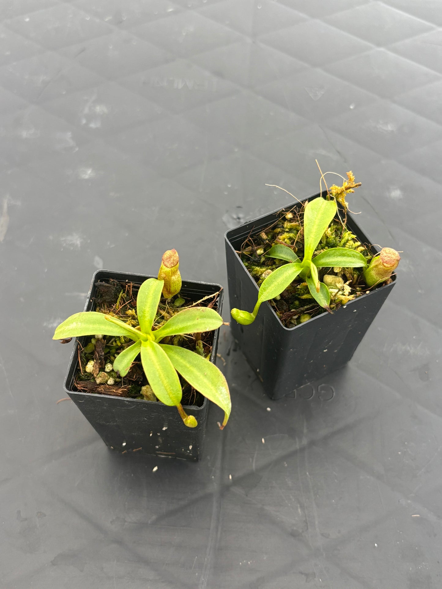 Nepenthes rajah x edwardsiana