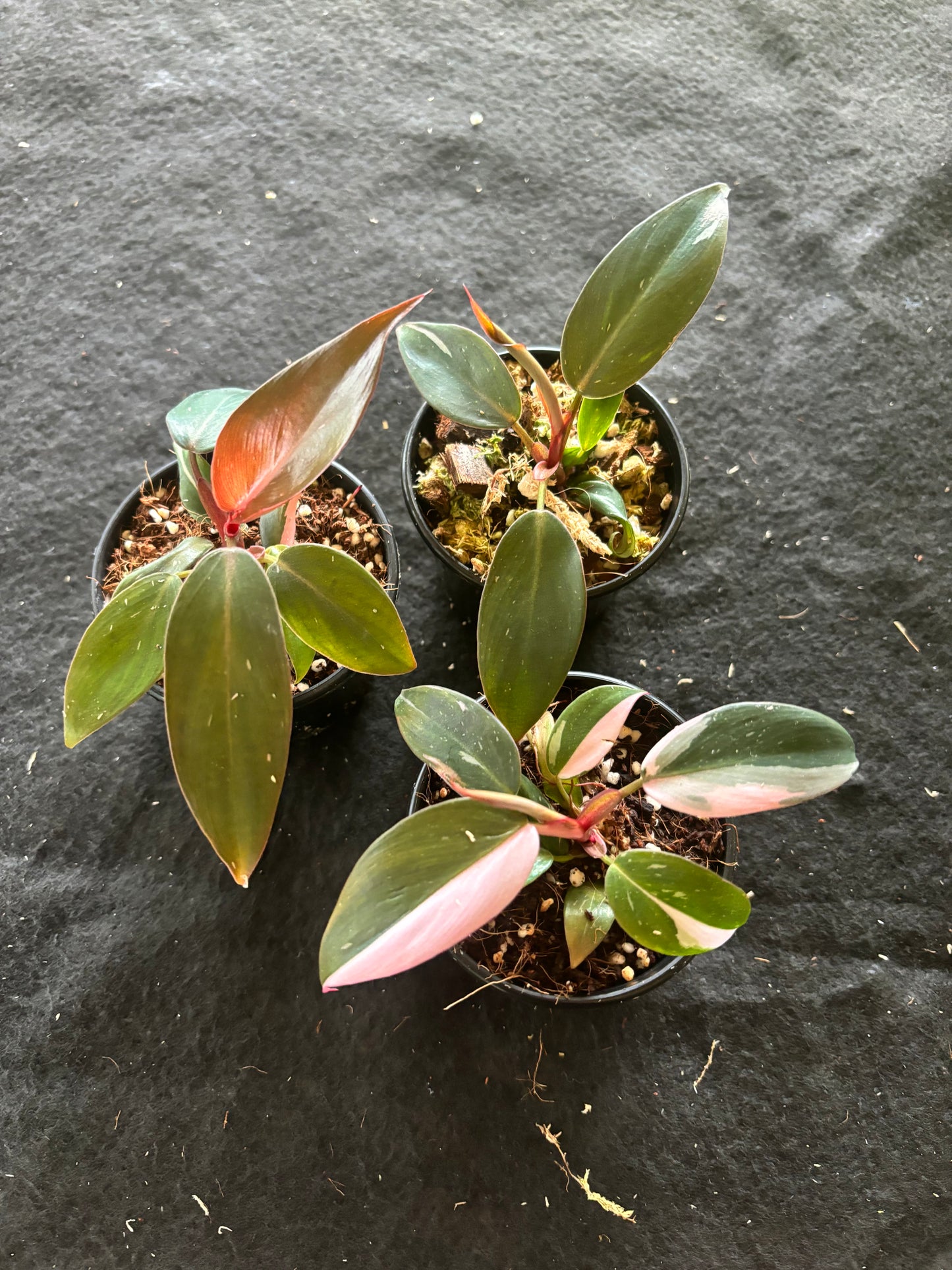 Philodendron pink princess