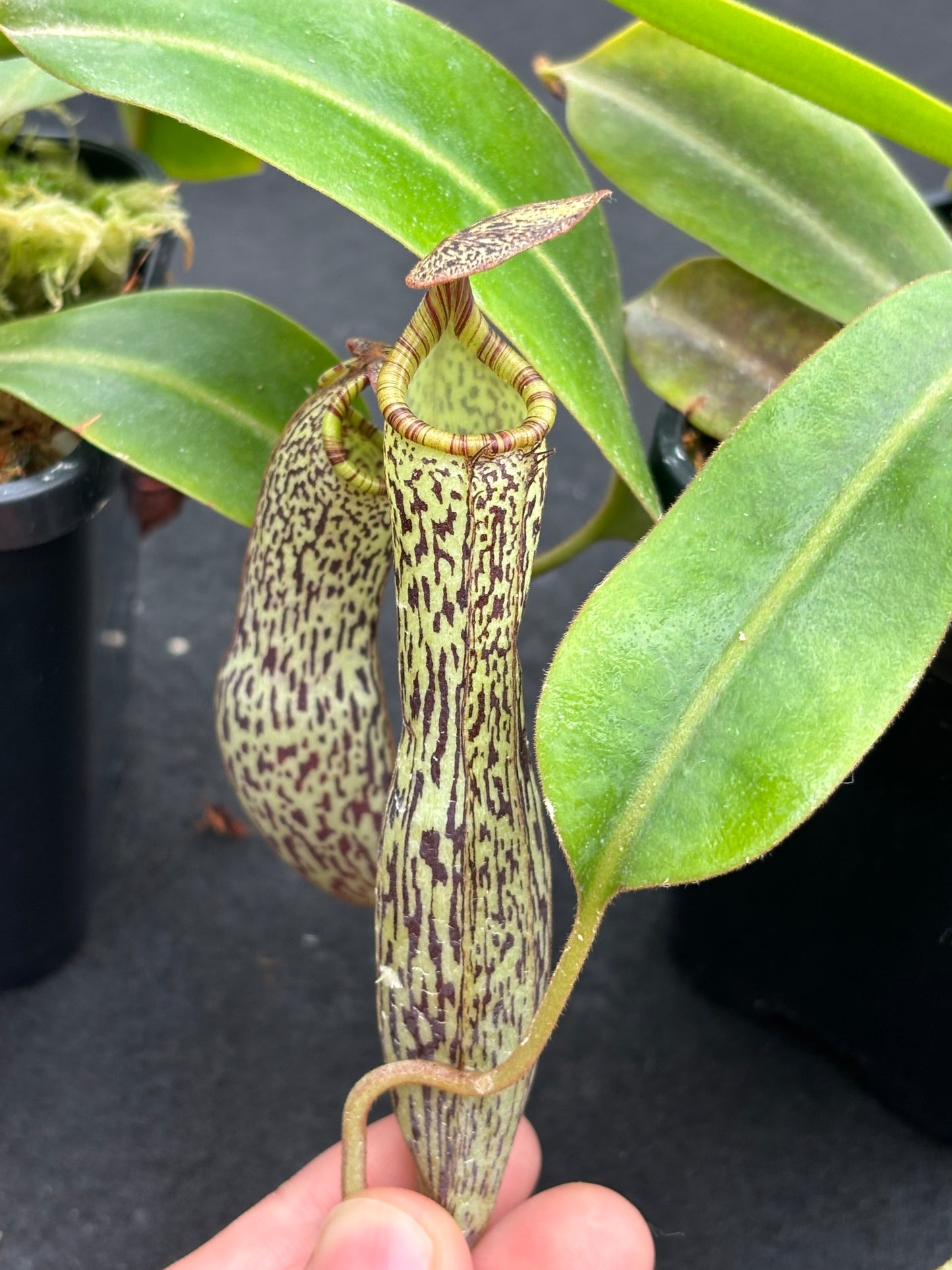 Nepenthes vogelii Seed-grown