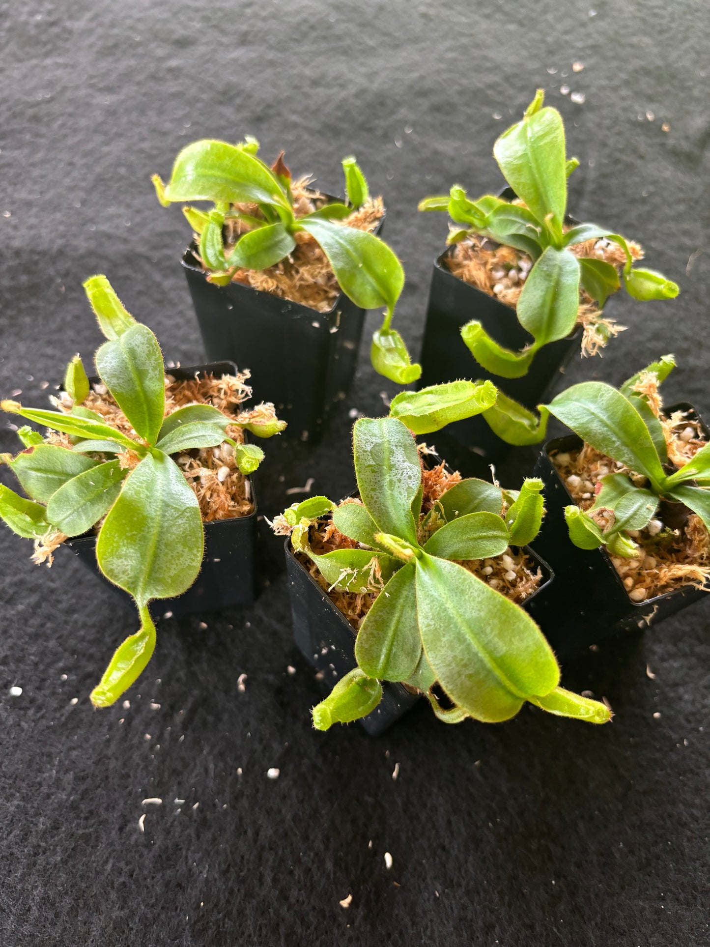 Nepenthes (veitchii x burbidgeae) x veitchii K