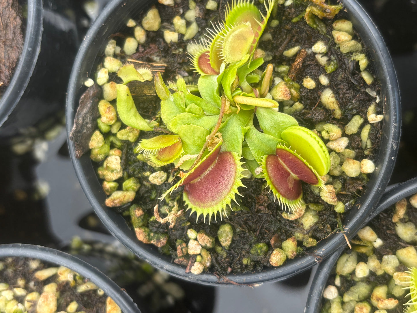 Dionaea muscipula Double Face