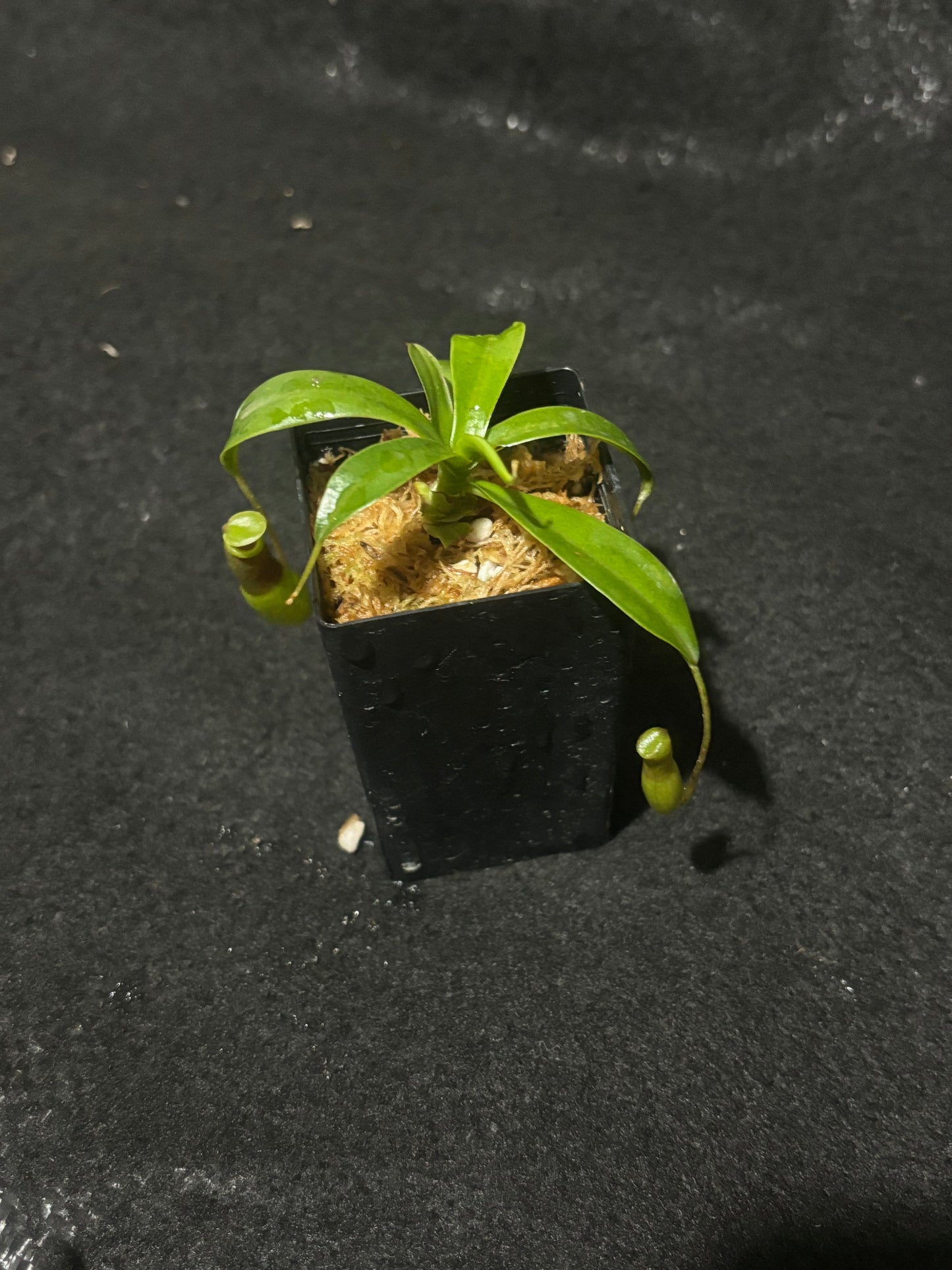 Nepenthes ventricosa Porcelain