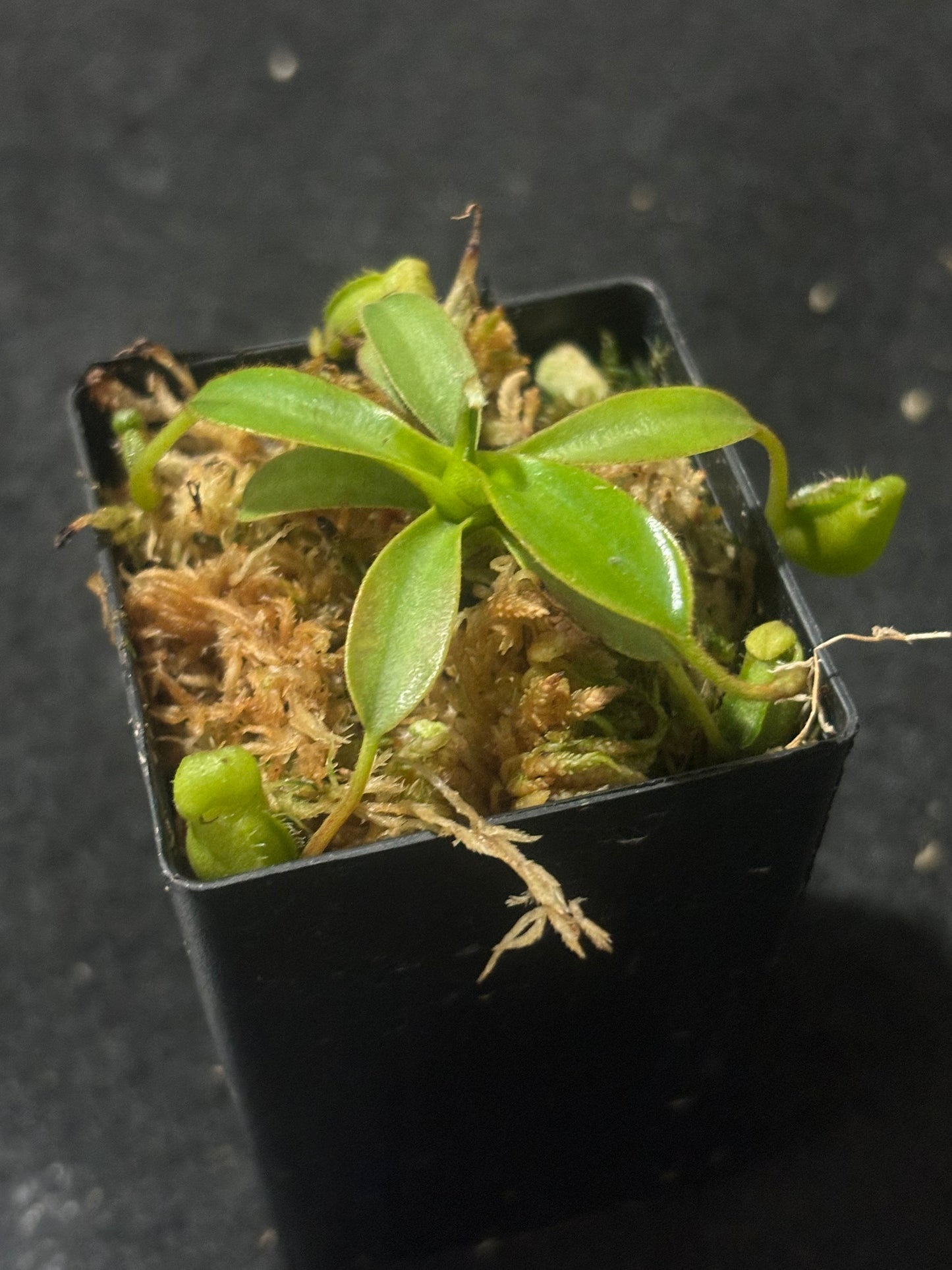 nepenthes ephippiata