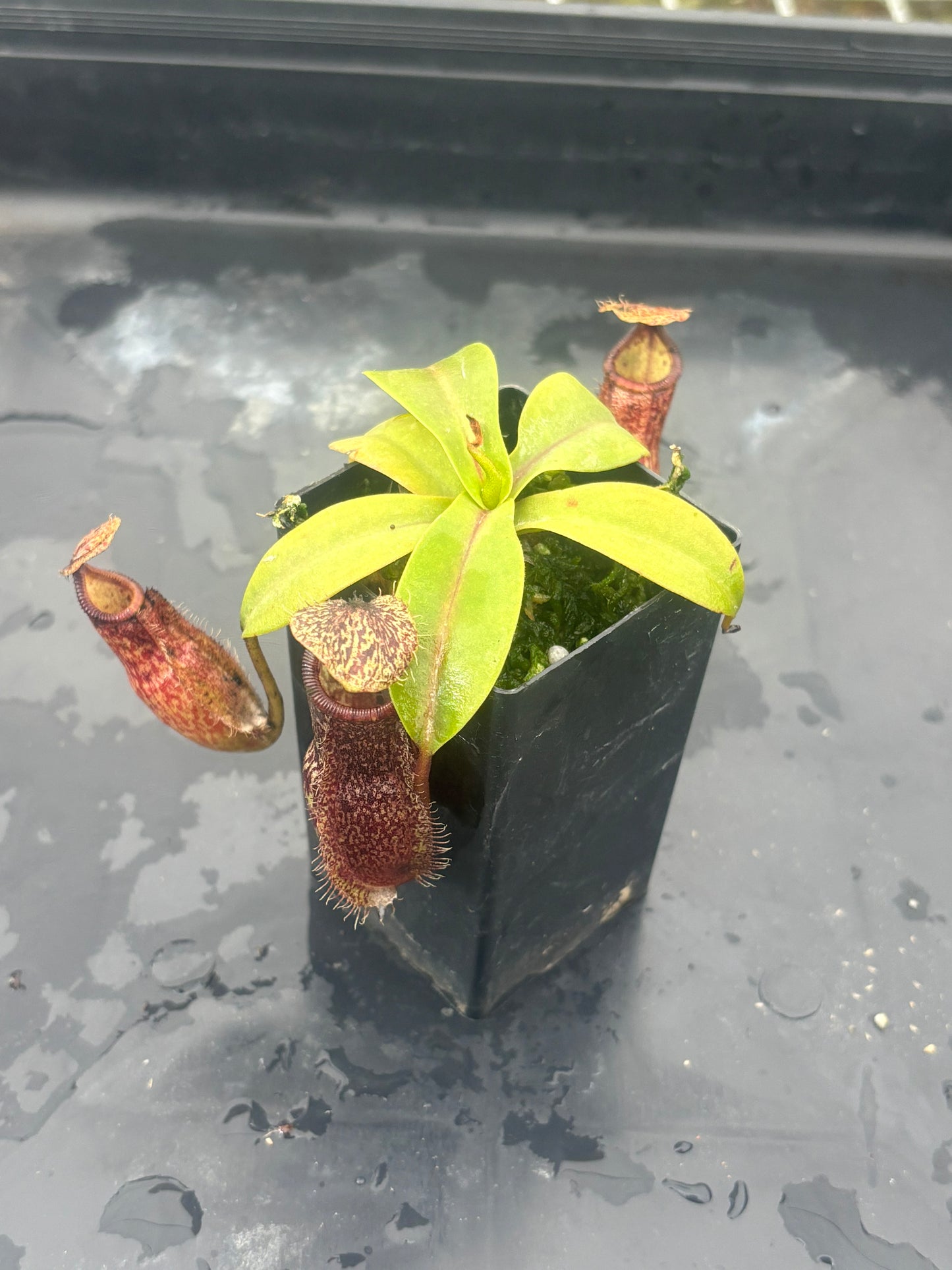 Nepenthes hamata x burbidgeae BE-4567