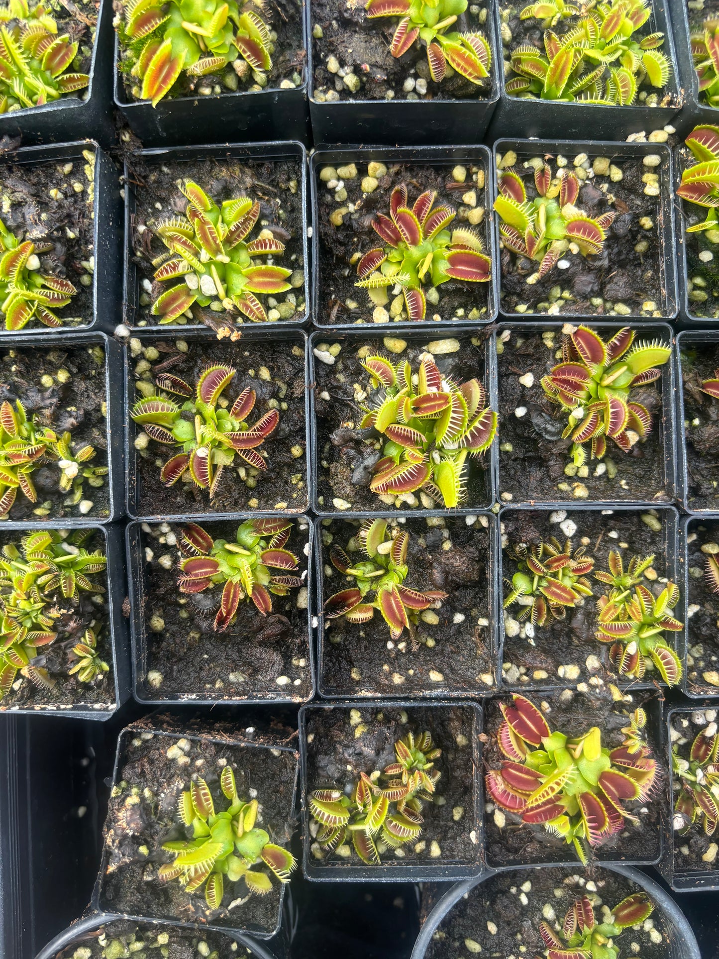 Dionaea muscipula 014#