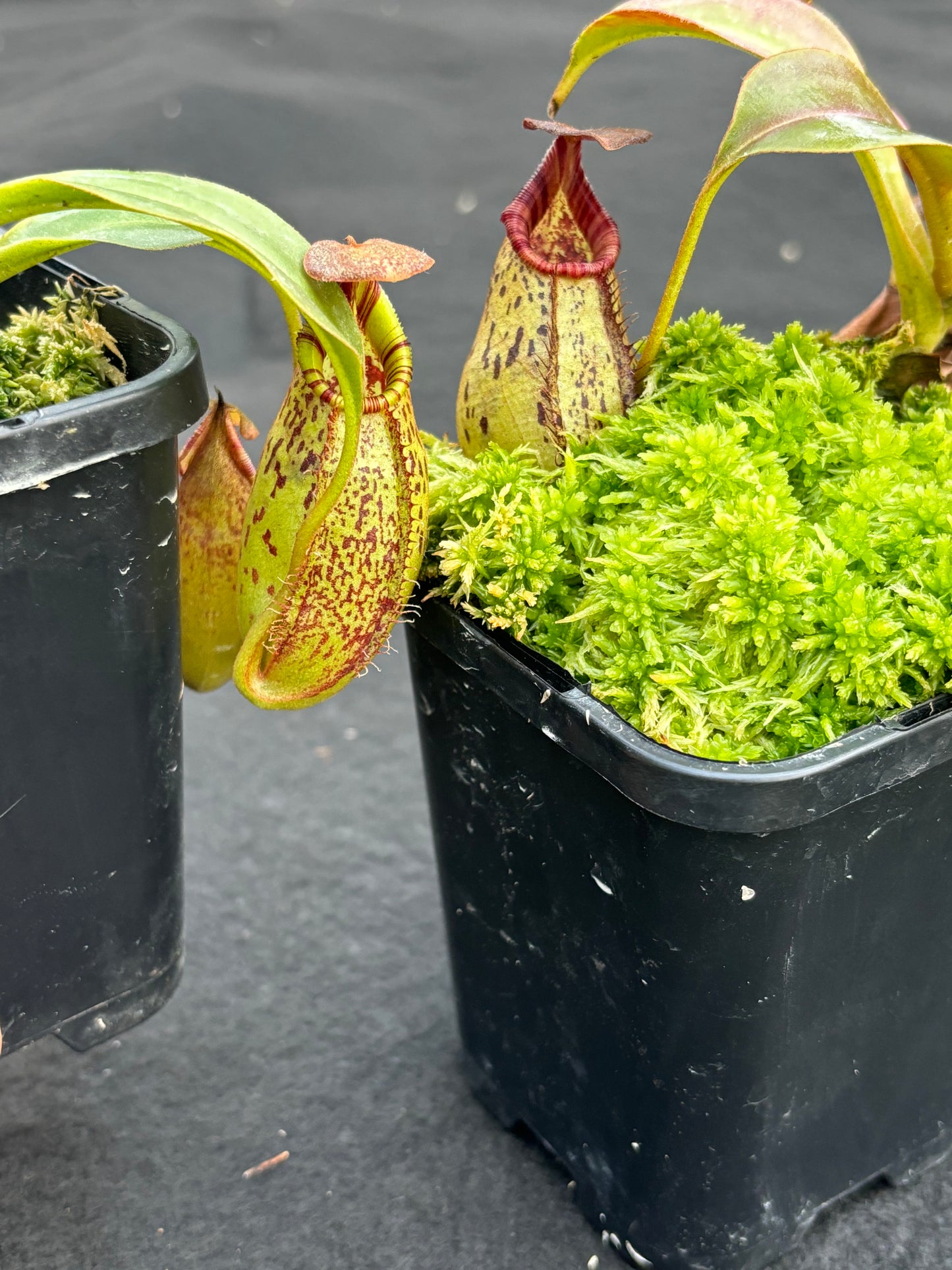 Nepenthes robcantleyi x (aristolochioides x spectabilis) BE-3966