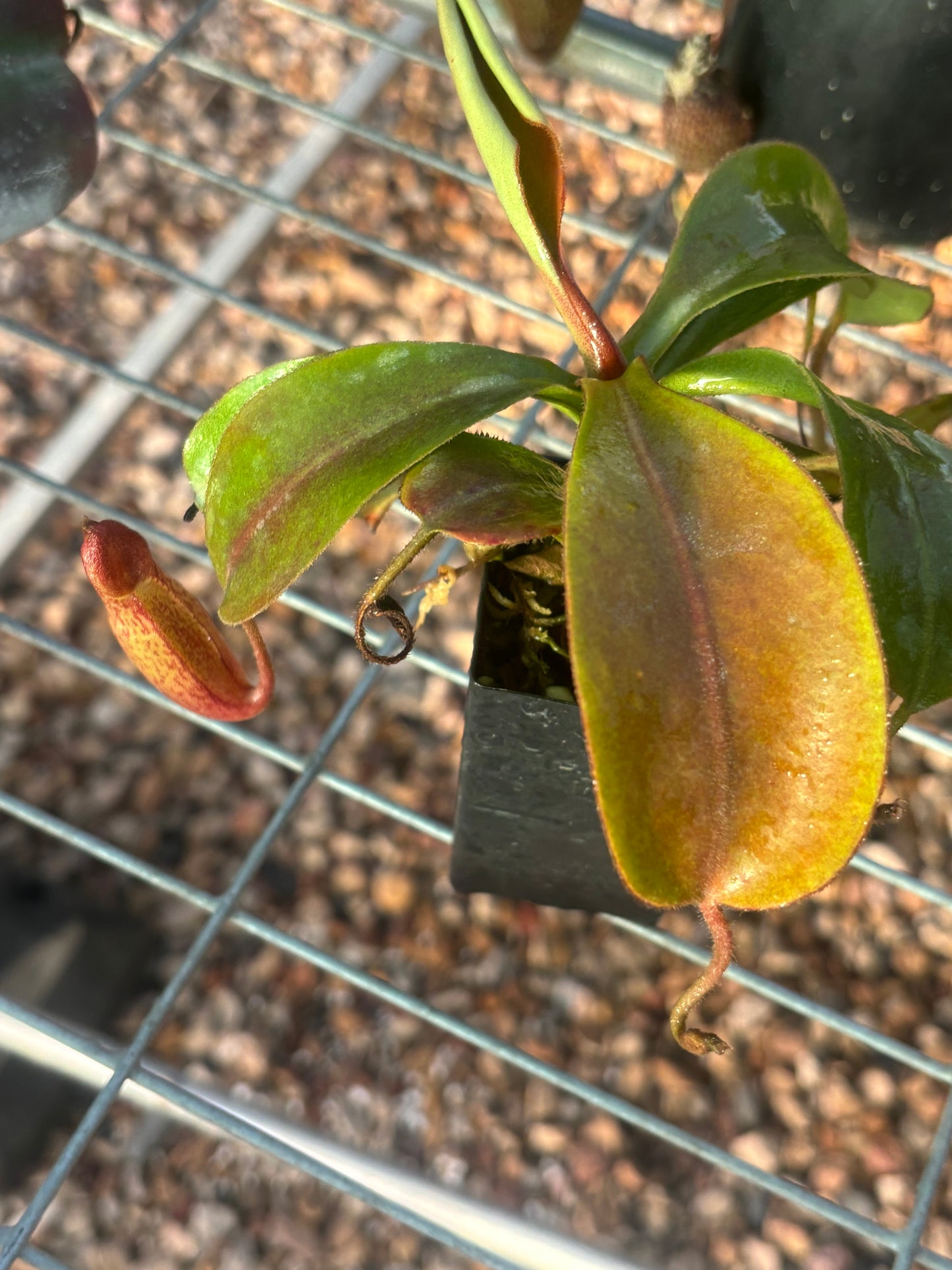 Nepenthes (veitchii x lowii) x spectabilis BE-3400