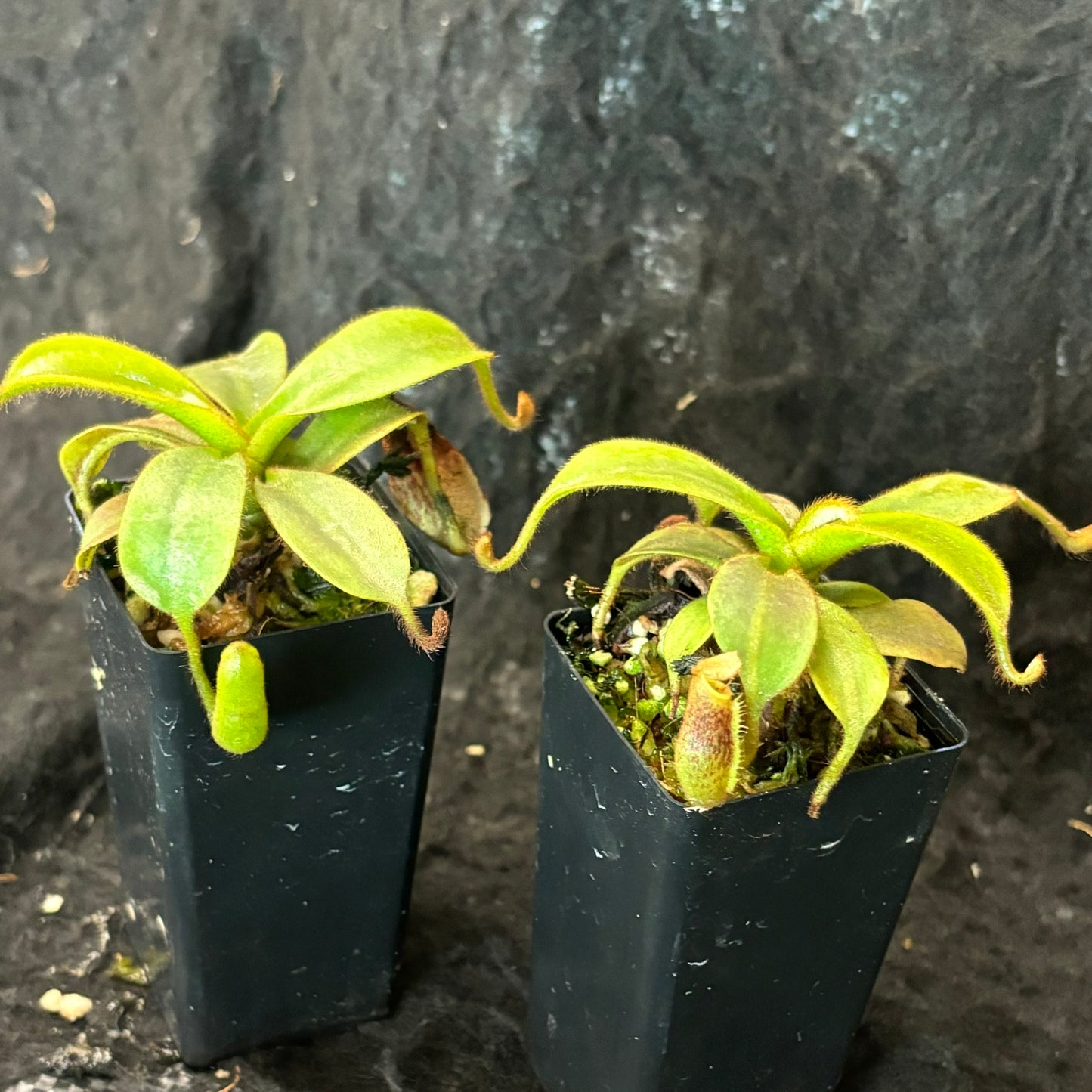 Nepenthes mollis x veitchii SG