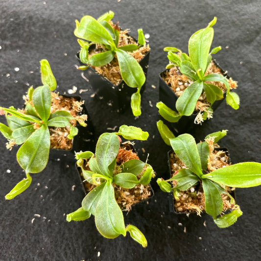 Nepenthes (veitchii x burbidgeae) x veitchii K