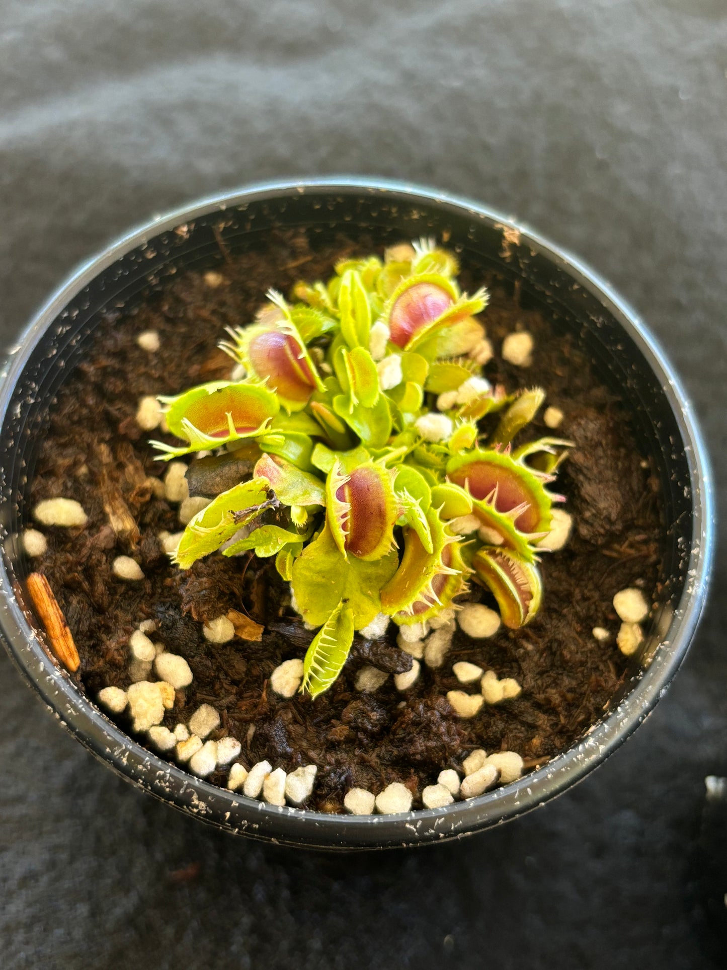 Dionaea fused teeth