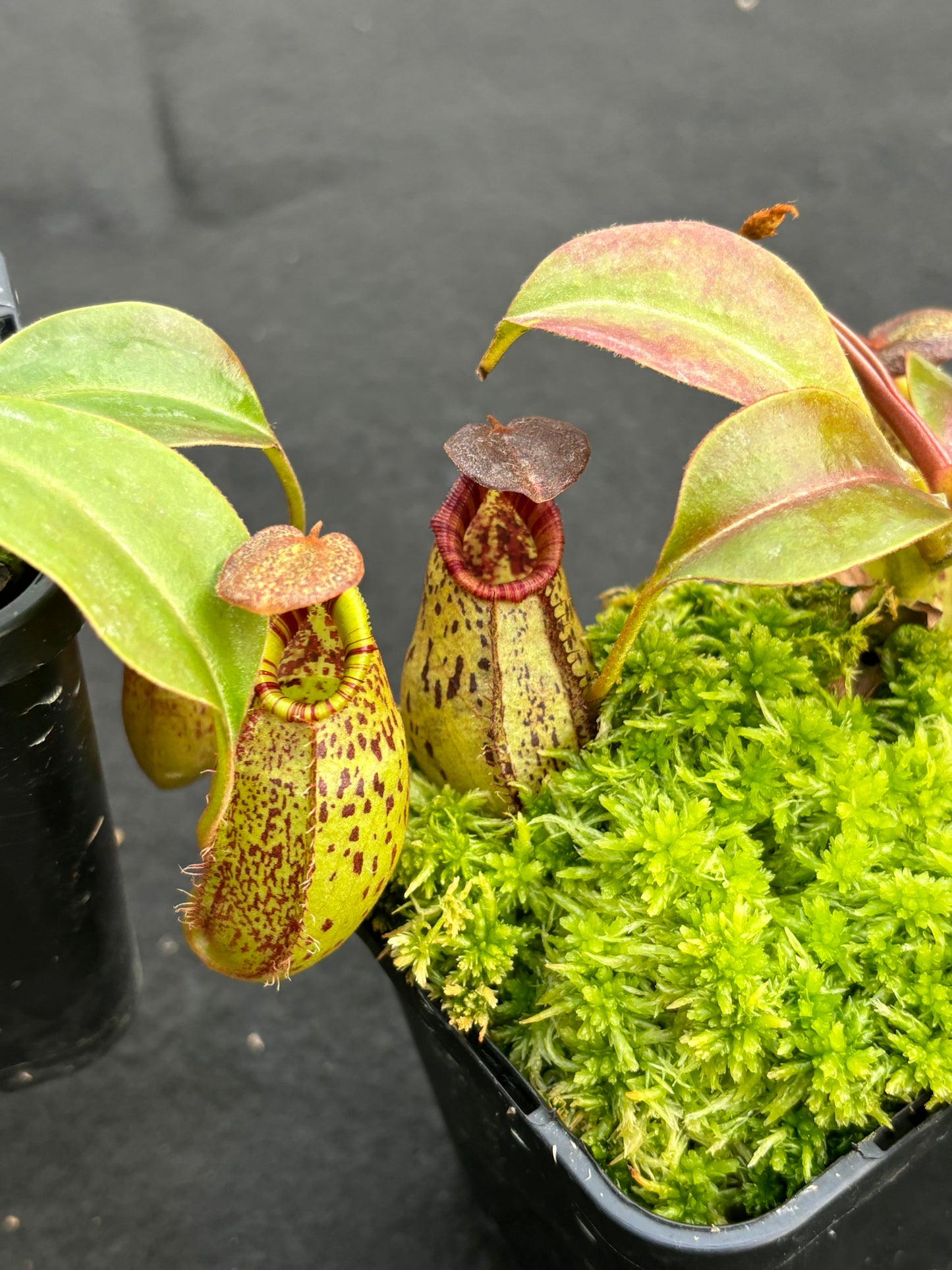 Nepenthes robcantleyi x (aristolochioides x spectabilis) BE-3966
