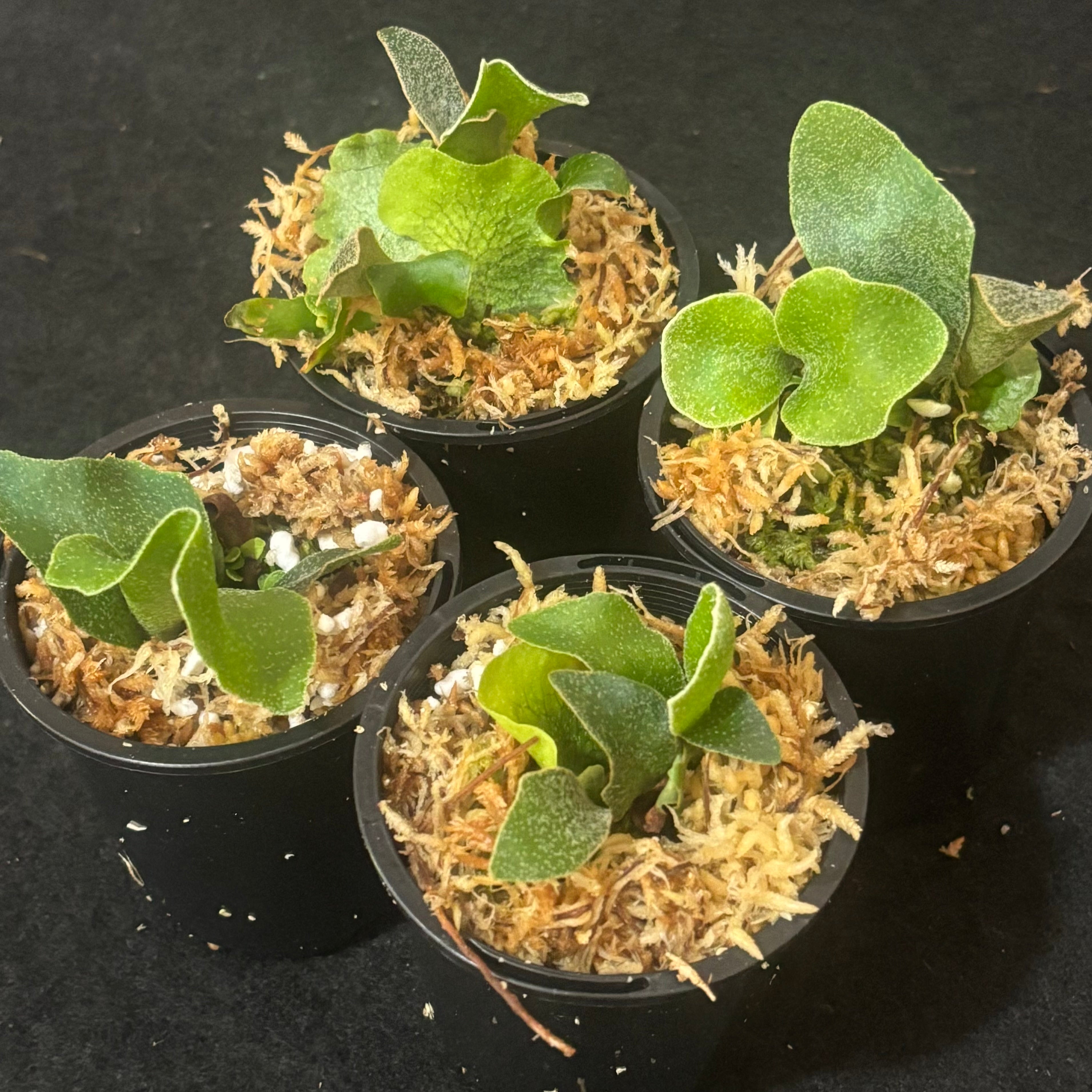 Platycerium Ginka – Pitcher N' Moss