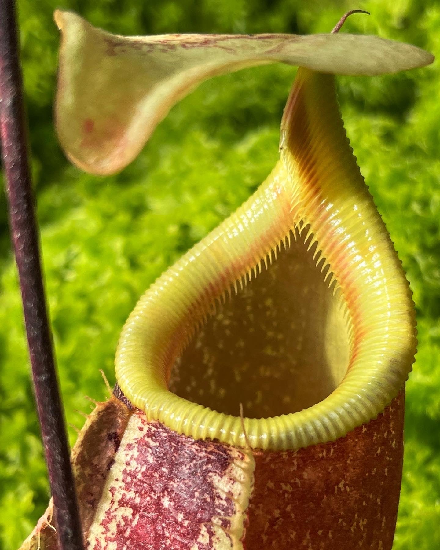 Nepenthes rafflesiana x sibuyanensis ‘Suki’