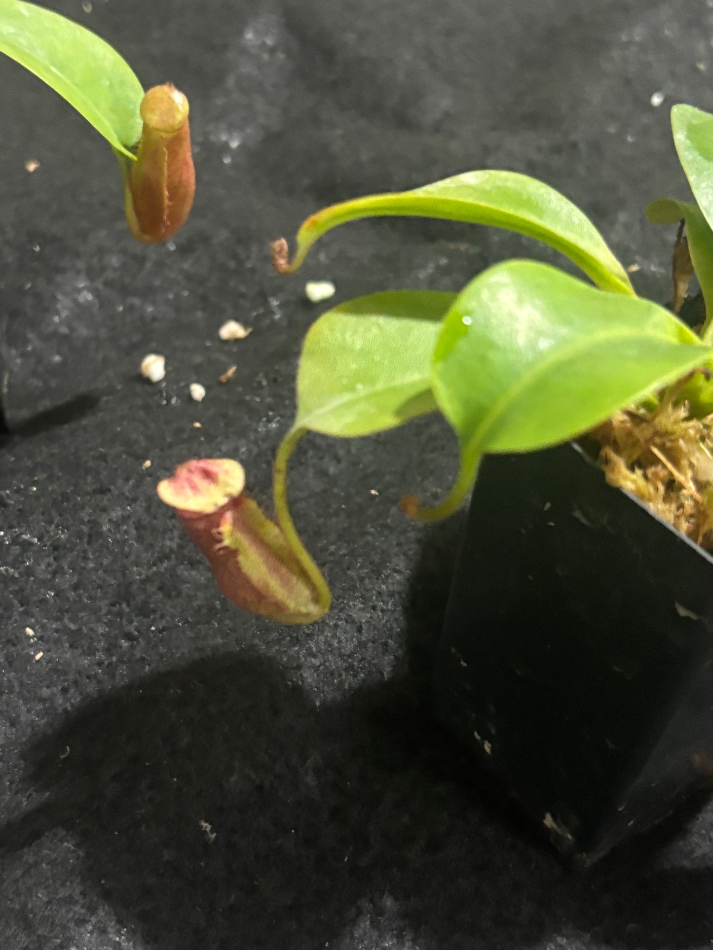 Nepenthes villosa x robcantleyi BE-4079