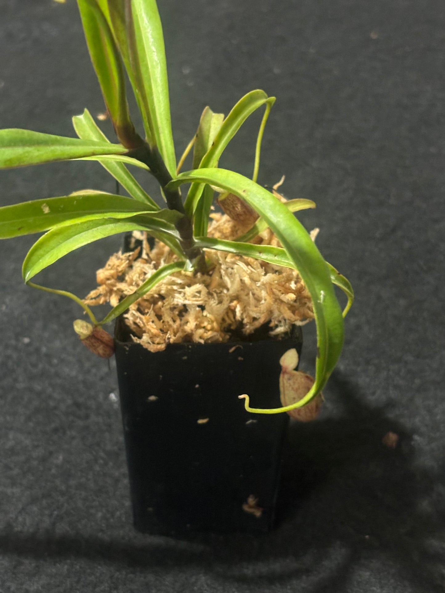 Nepenthes glabrata