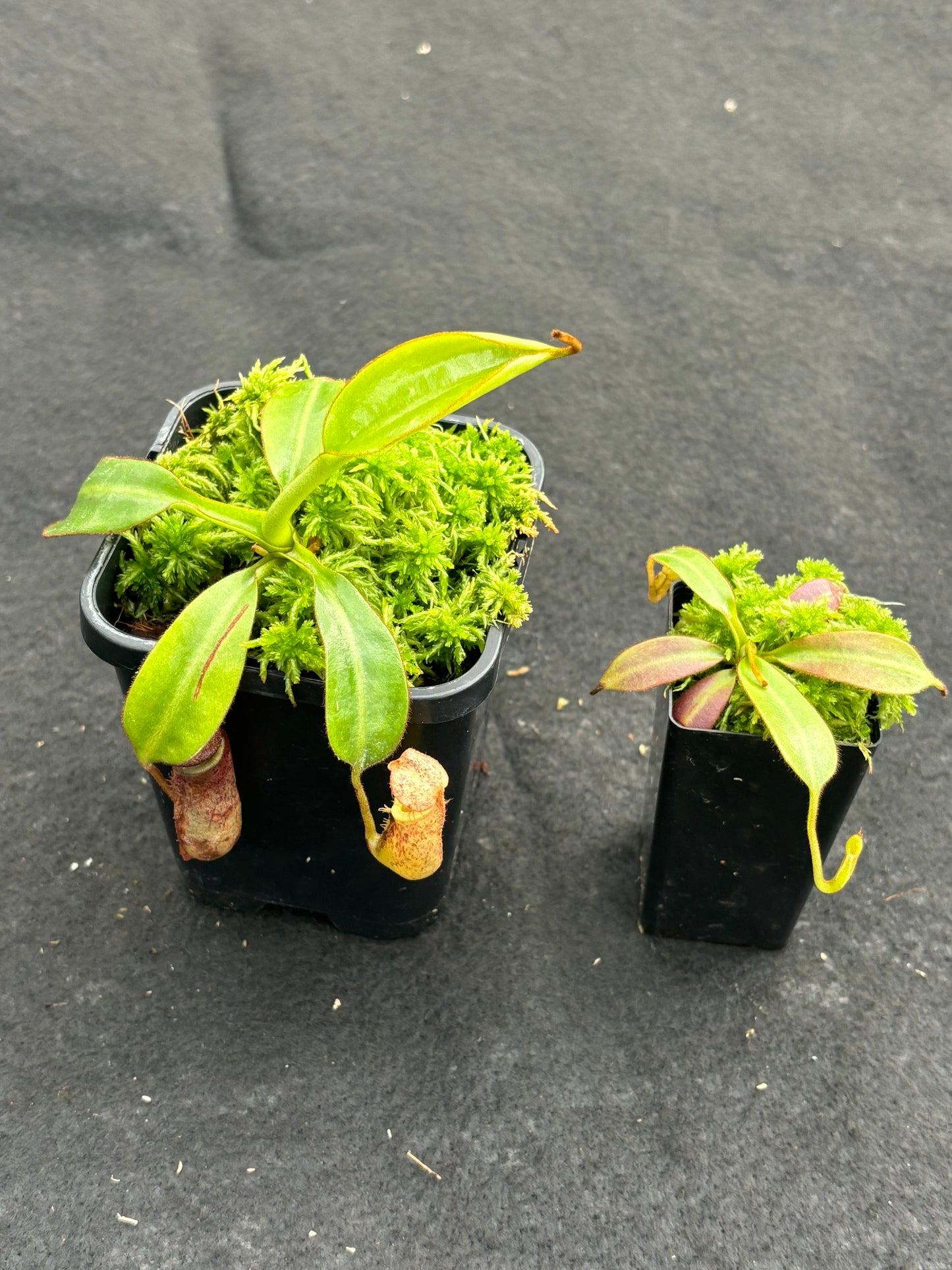 Nepenthes burbidgeae Pig Hill BE-3873