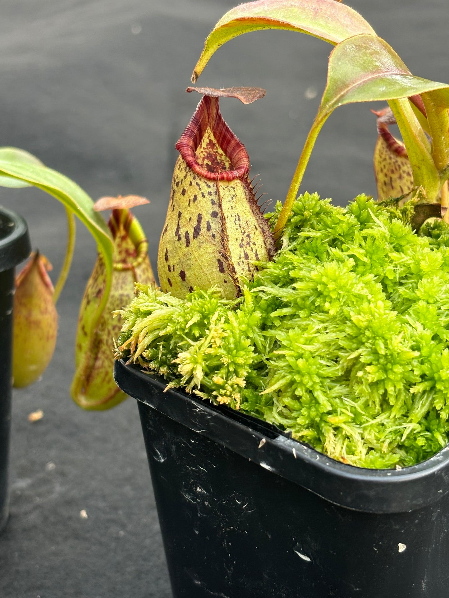Nepenthes robcantleyi x (aristolochioides x spectabilis) BE-3966