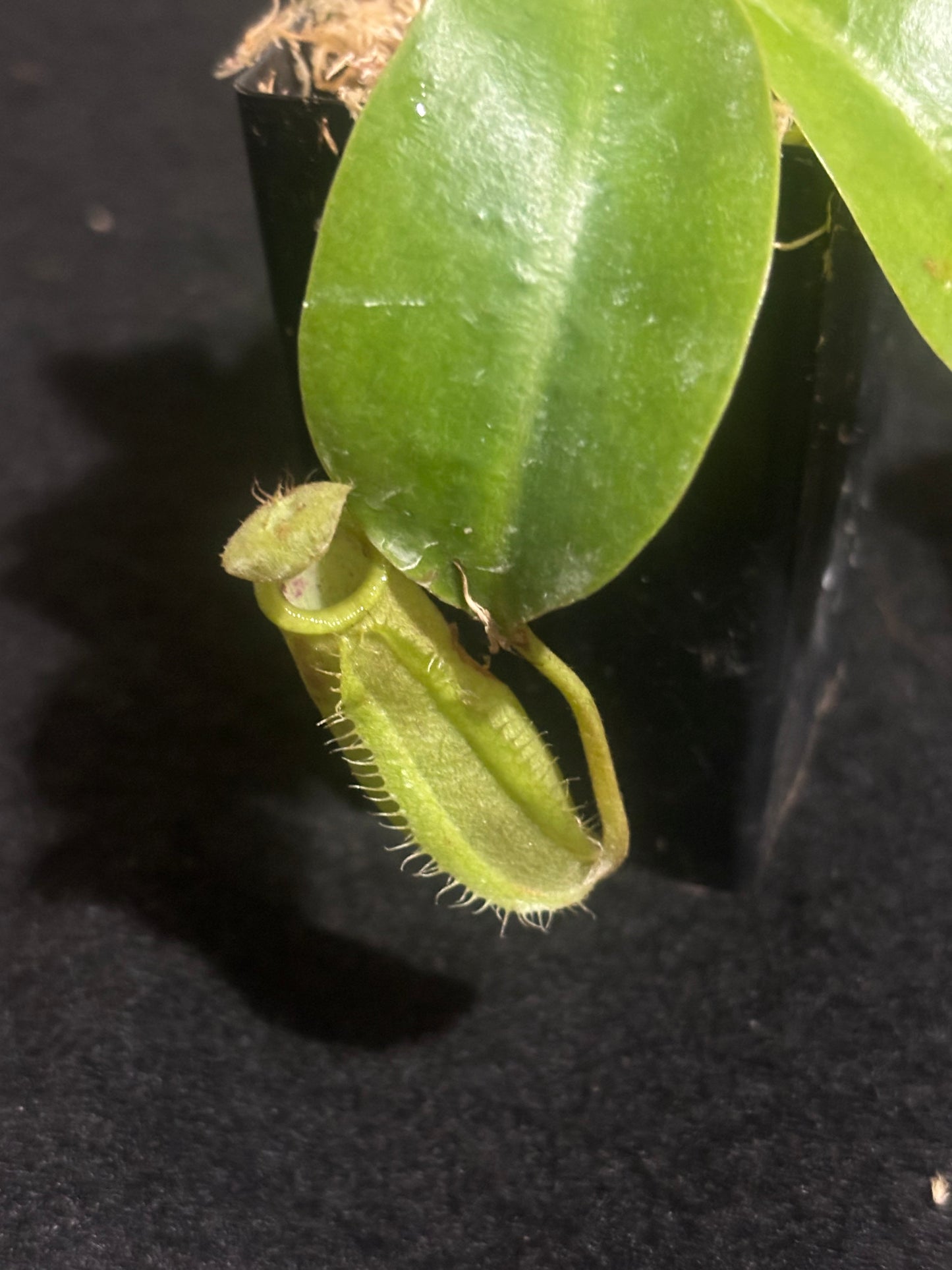 Nepenthes robcantleyi x merrlliana BE-4628
