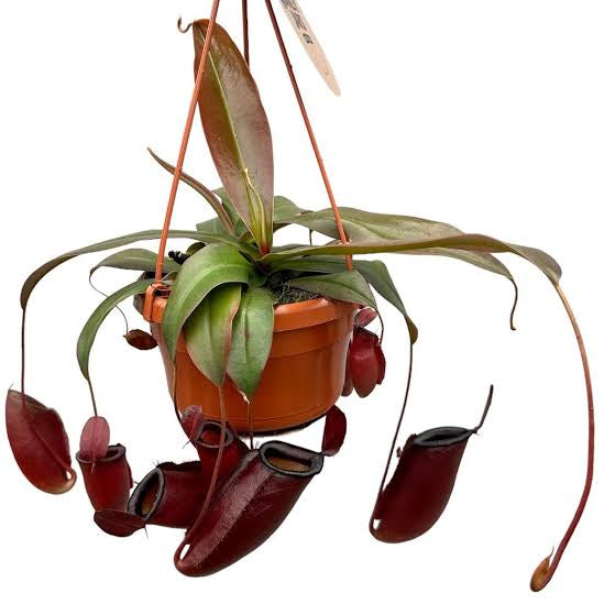 Nepenthes ampullaria x sibuyanensis 'Dark Secret'