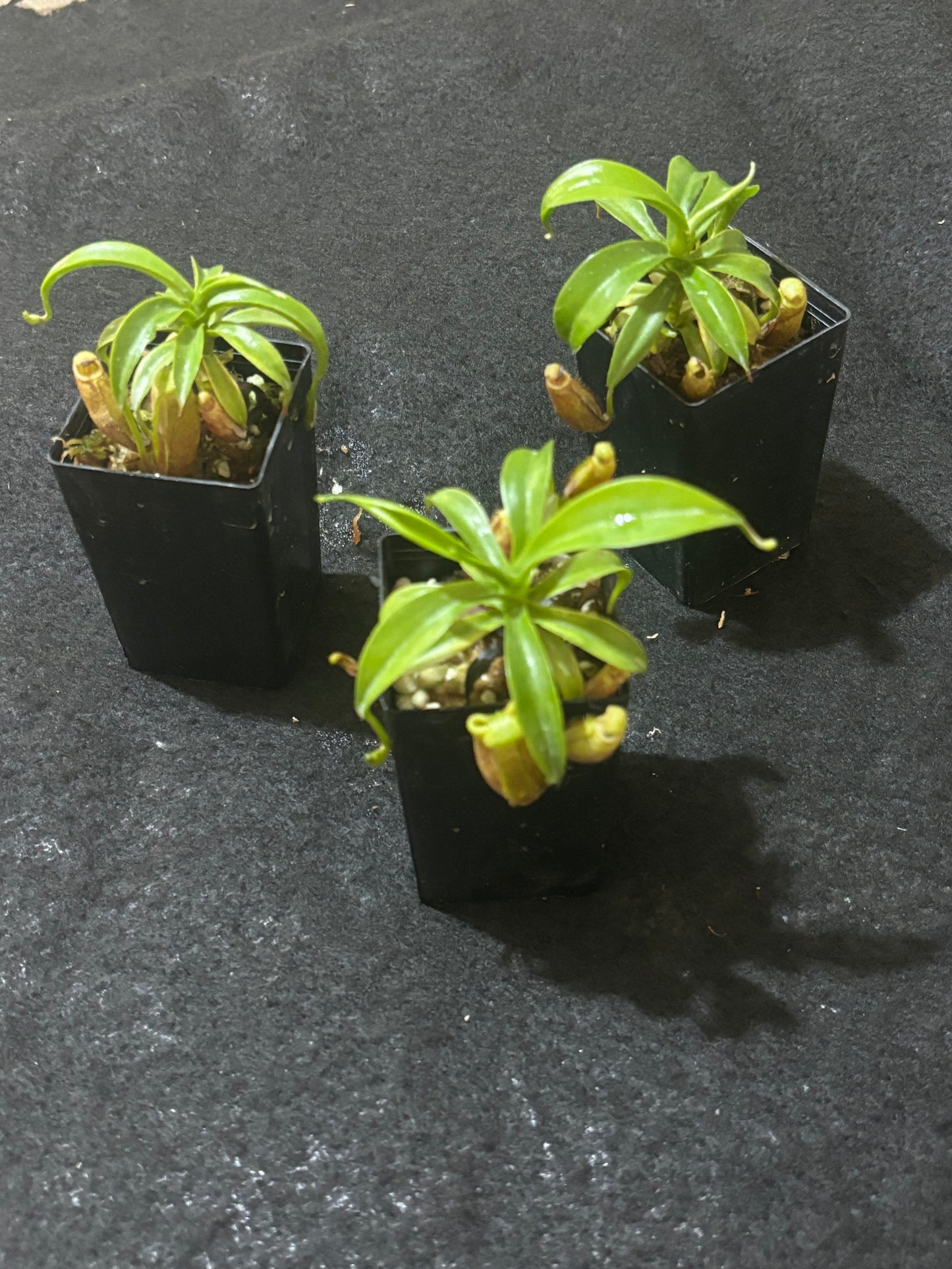 Nepenthes diatas