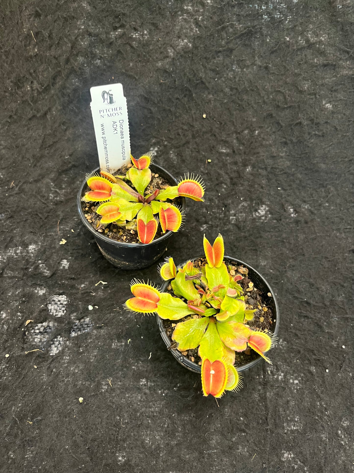 Dionaea muscipula ADK1
