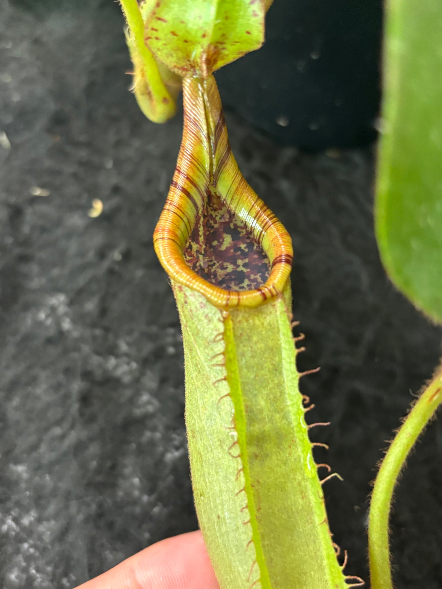 Nepenthes (mollis x veitchii) x maxima Wavy Leaves