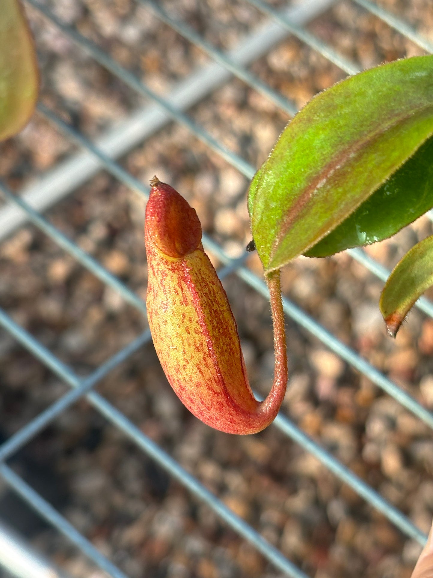 Nepenthes (veitchii x lowii) x spectabilis BE-3400
