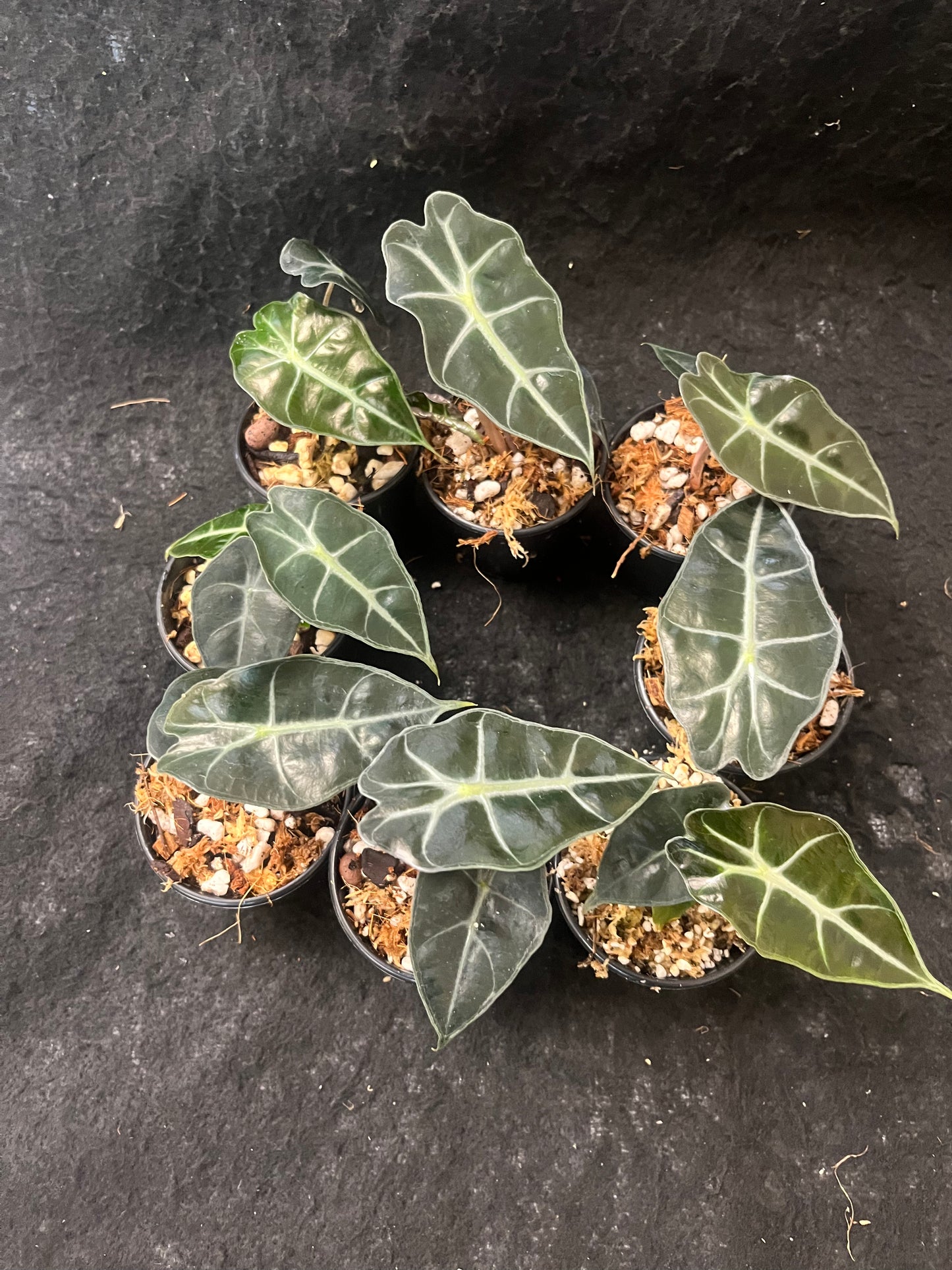 Alocasia x amazonica Dwarf