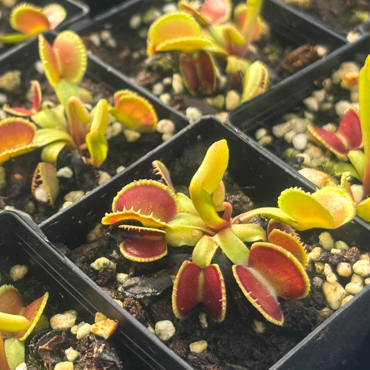 Dionaea muscipula 024