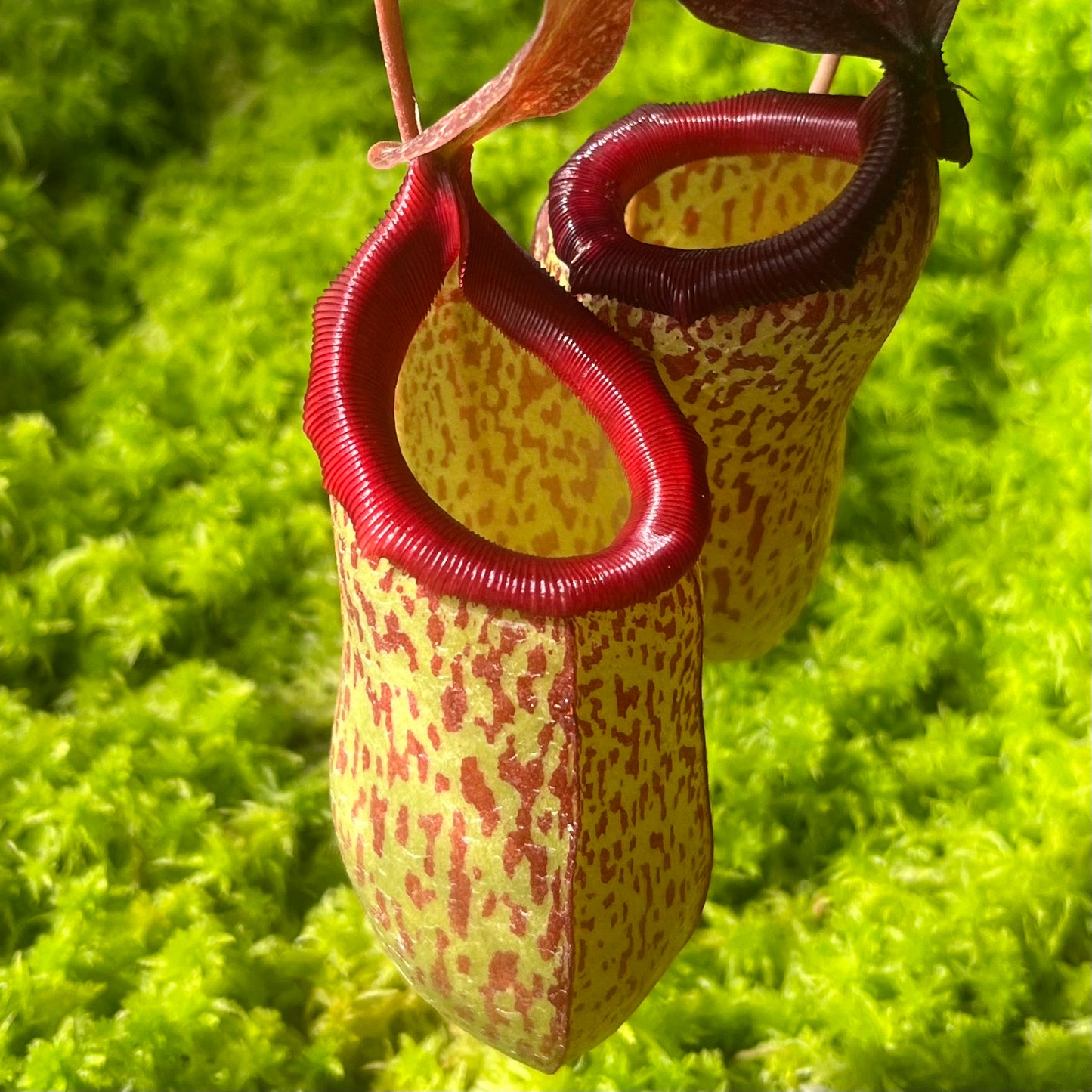 Nepenthes ventricosa x (maxima x talangensis) ‘Mimi's Kiss’