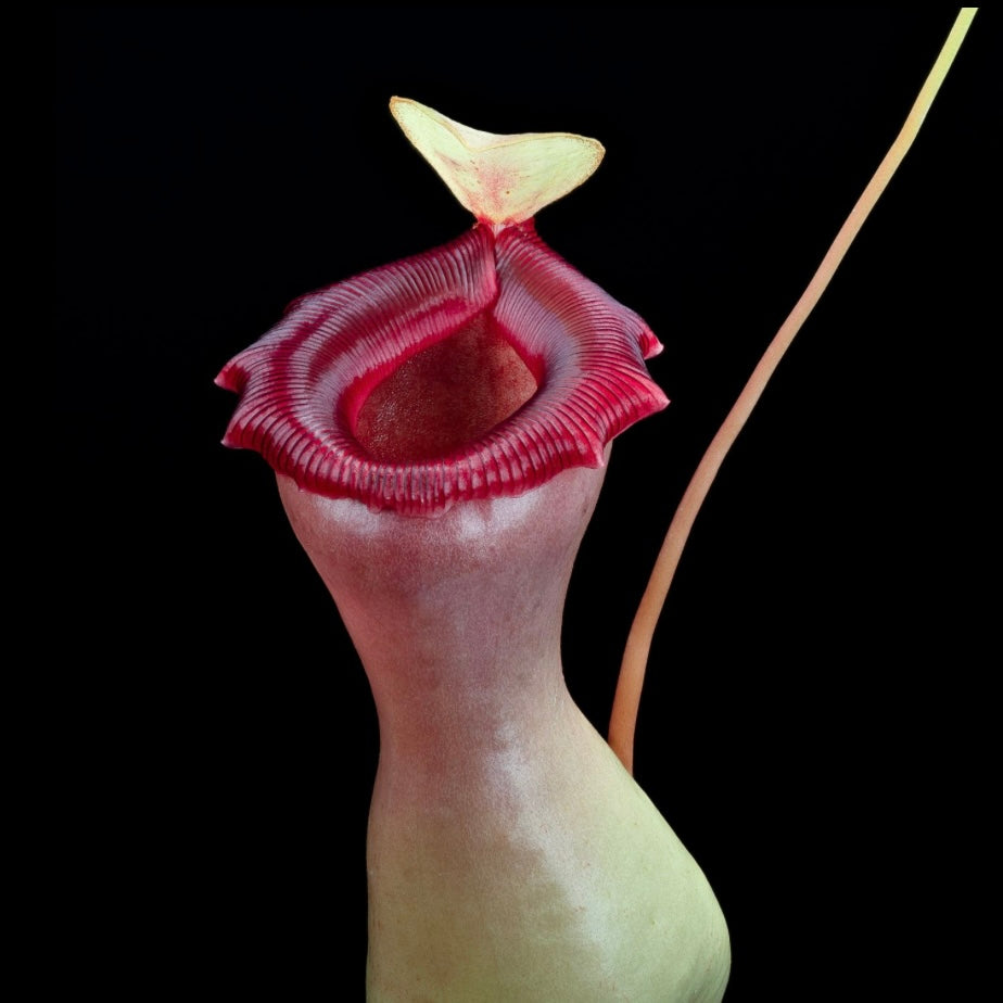 Nepenthes ventricosa Porcelain