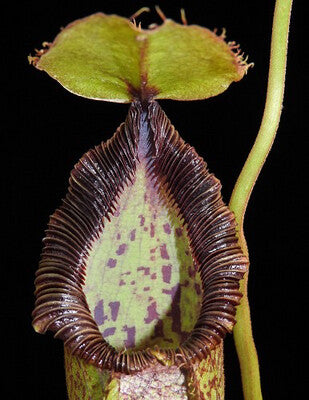 Nepenthes hamata x robcantleyi BE-3755