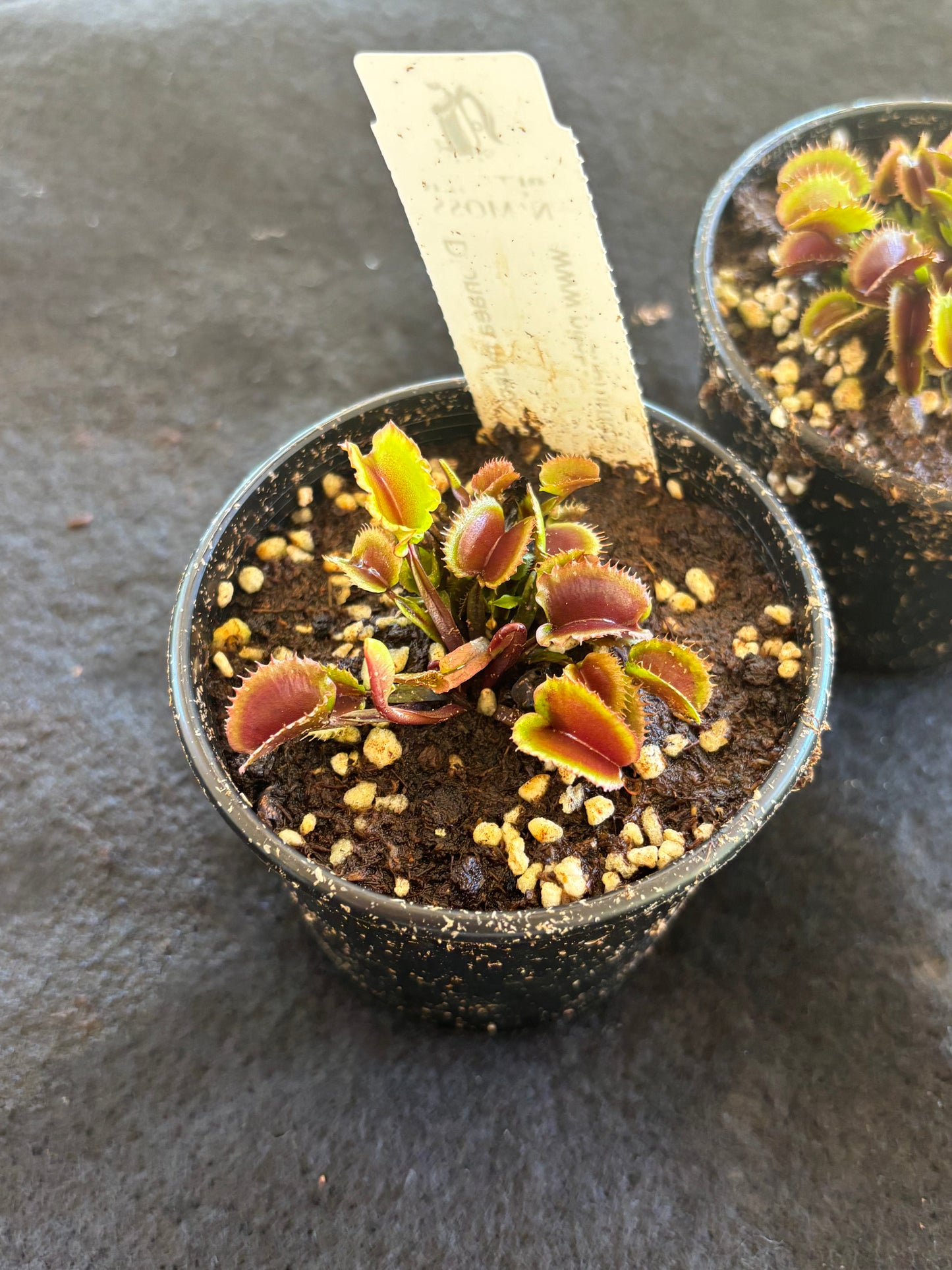 Dionaea muscipula AR Werewolf