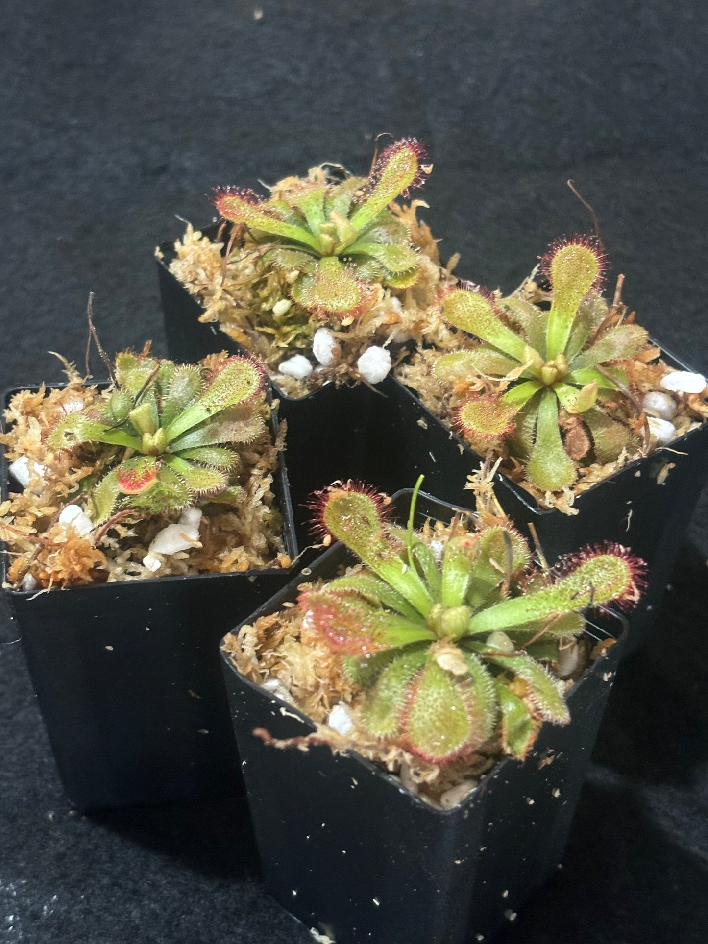 Drosera occidentalis