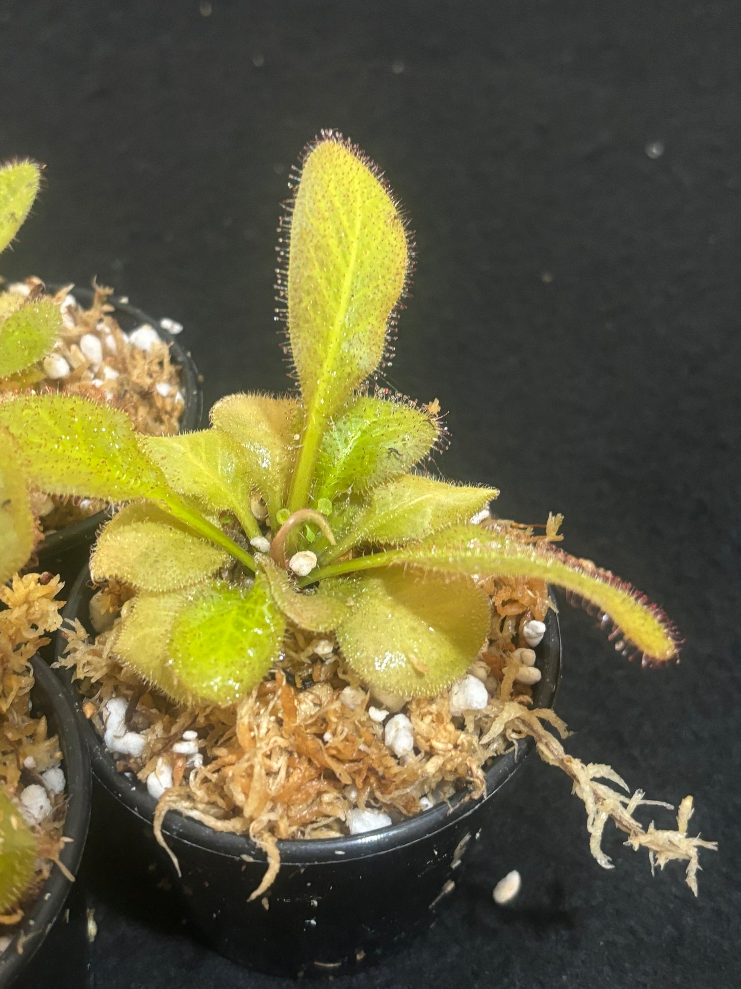 Drosera prolifera x schizandra 'Andromeda'
