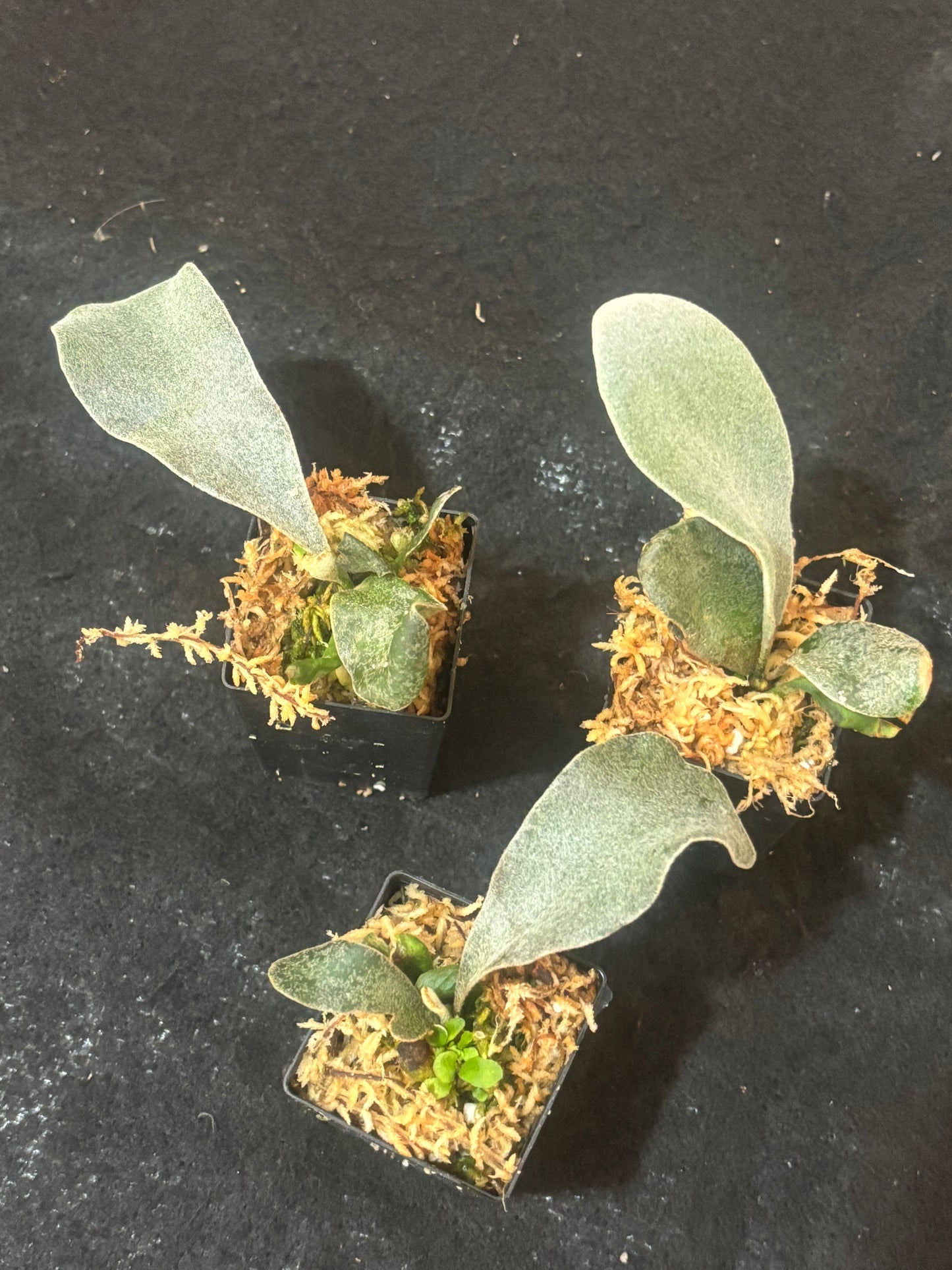 Platycerium Polar Bear