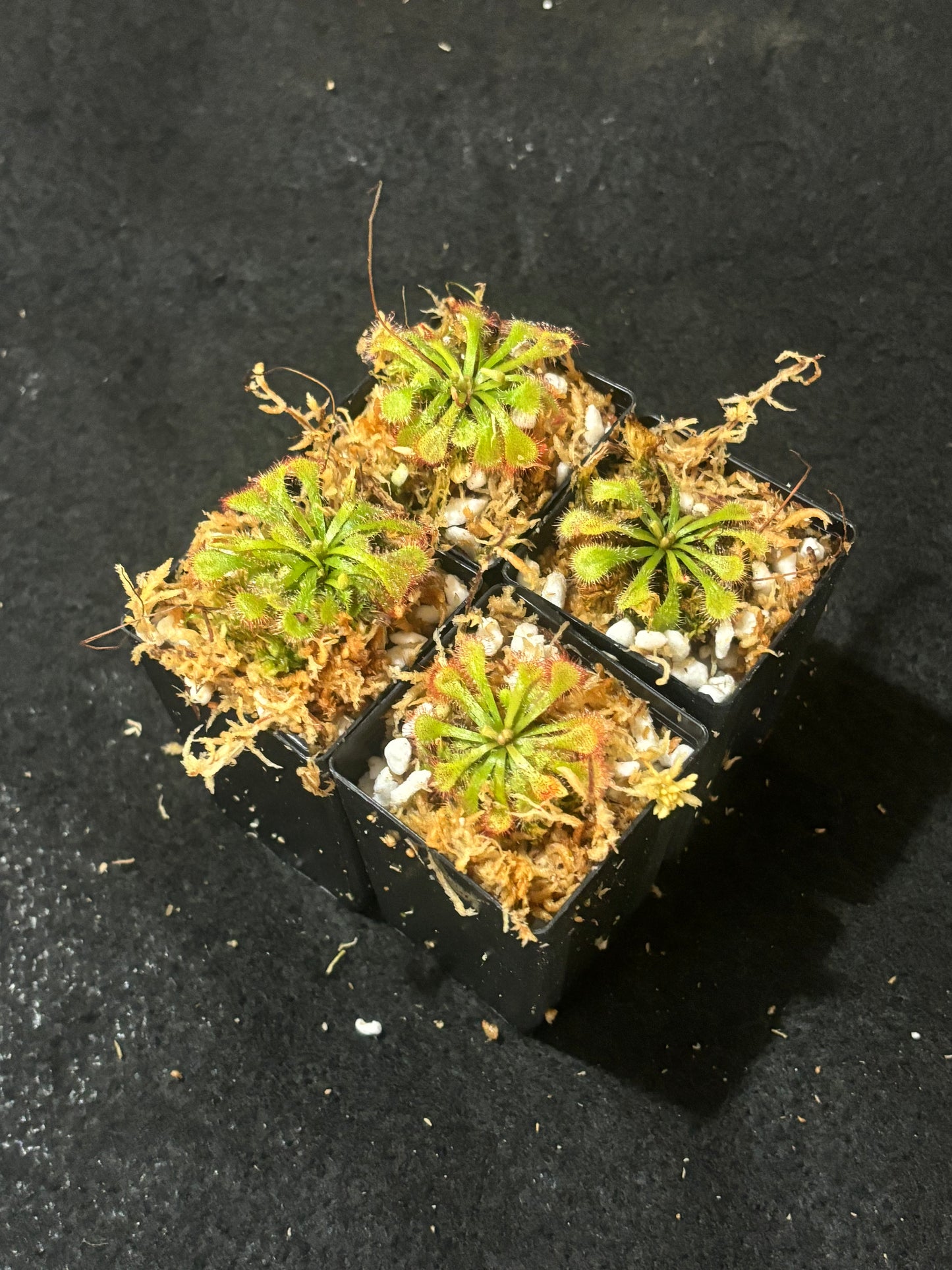 drosera natalensis