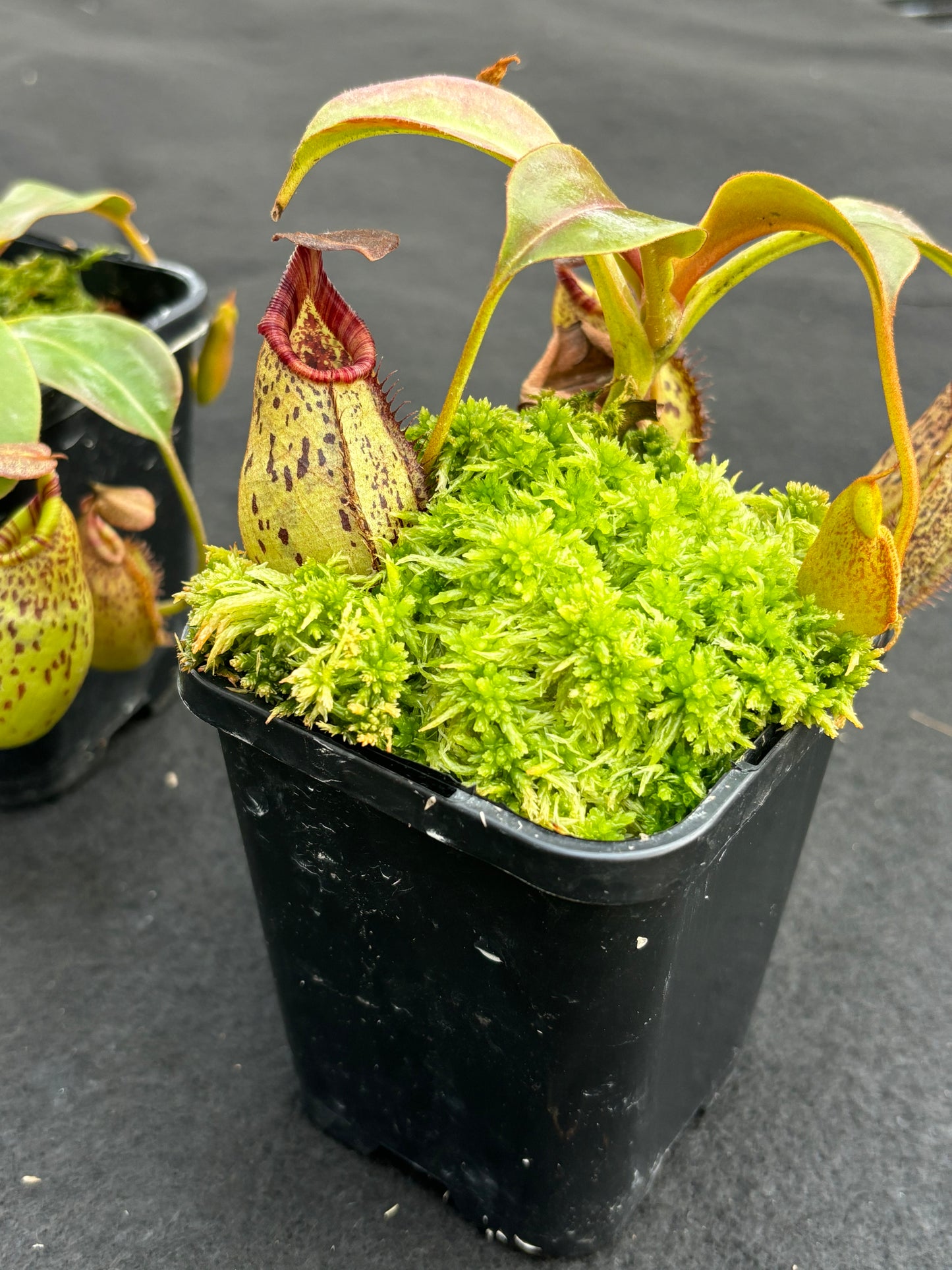 Nepenthes robcantleyi x (aristolochioides x spectabilis) BE-3966