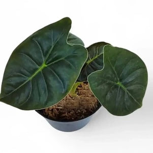 Alocasia Golden Bone
