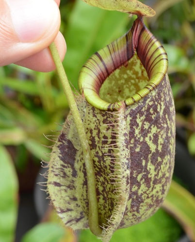 Nepenthes hookeriana