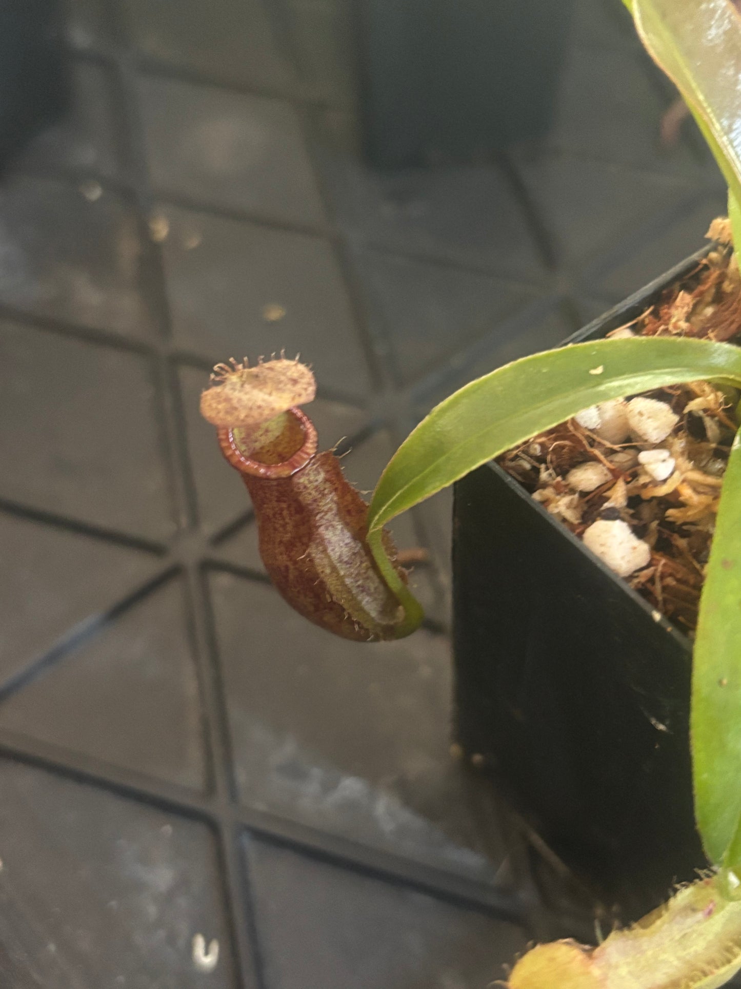 Nepenthes singalana x ampullaria BE-3744