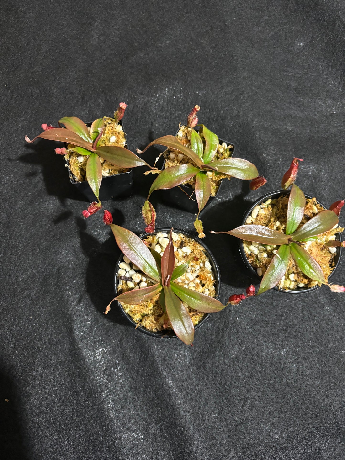 Nepenthes ampullaria x sibuyanensis 'Dark Secret'