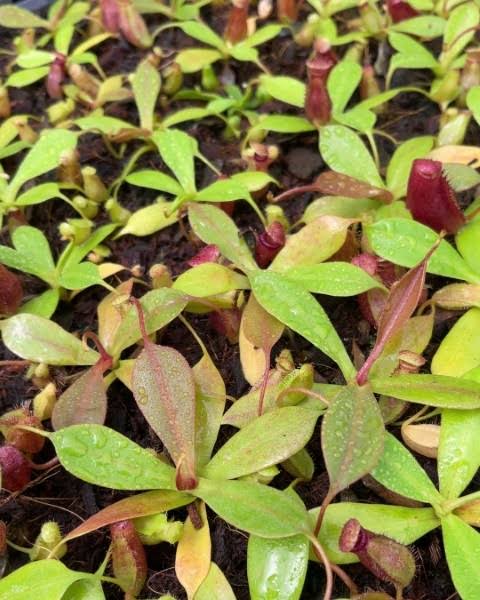 Nepenthes sibuyanensis x ephippiata