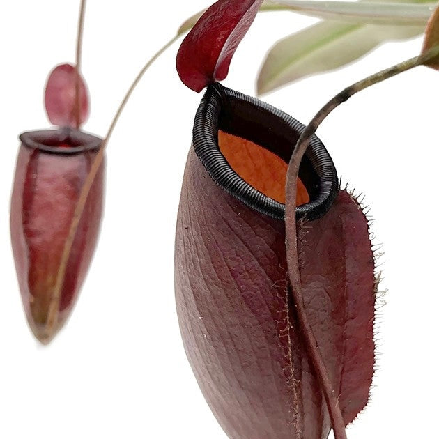 Nepenthes ampullaria x sibuyanensis 'Dark Secret'