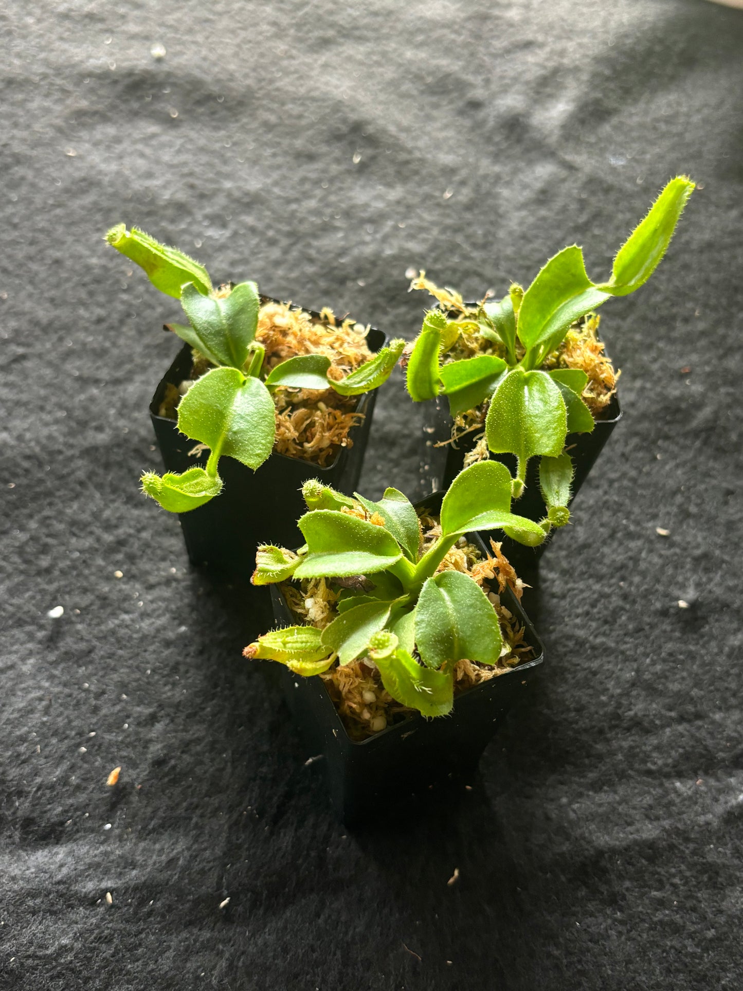 Nepenthes truncata