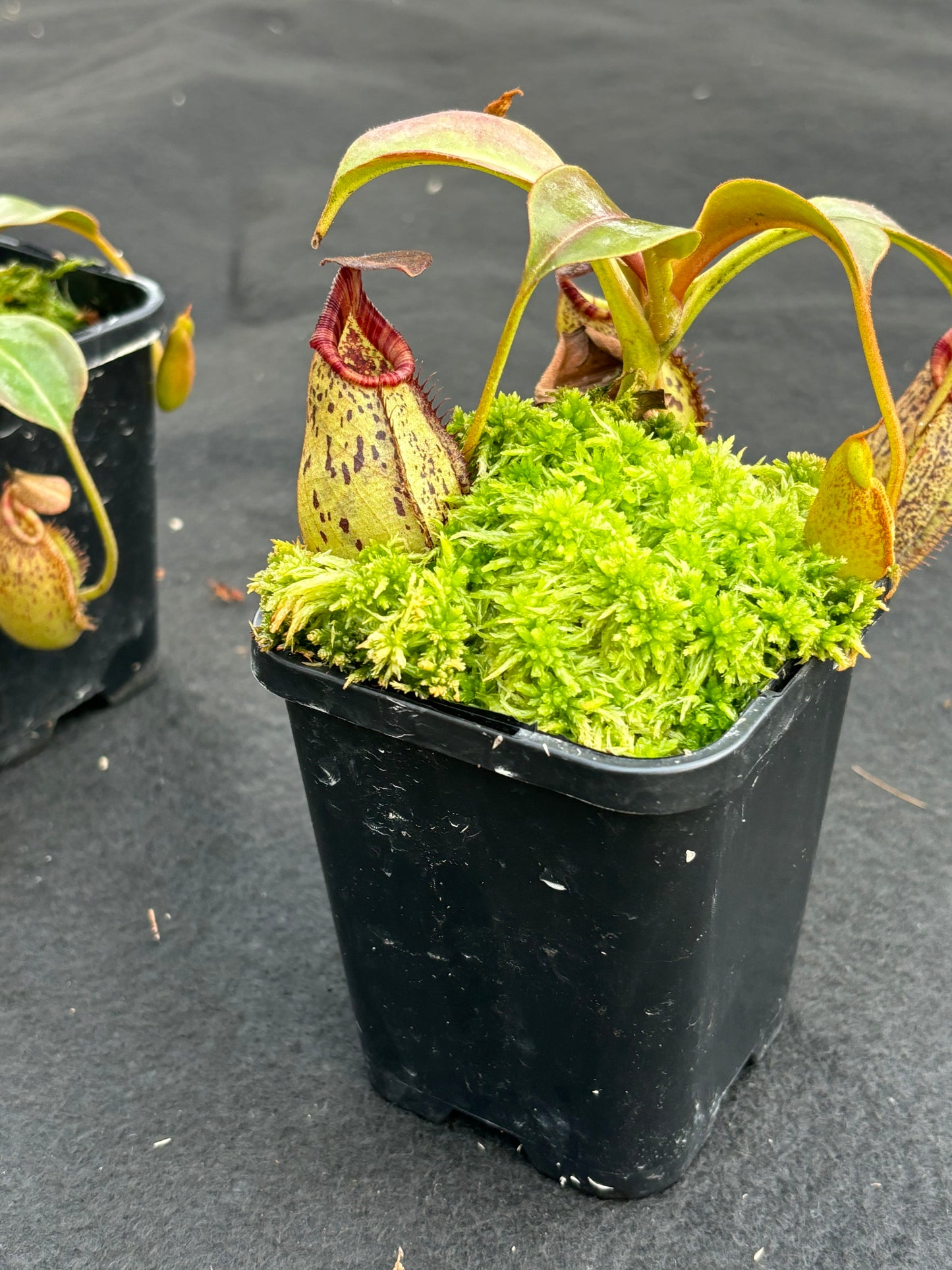 Nepenthes robcantleyi x (aristolochioides x spectabilis) BE-3966