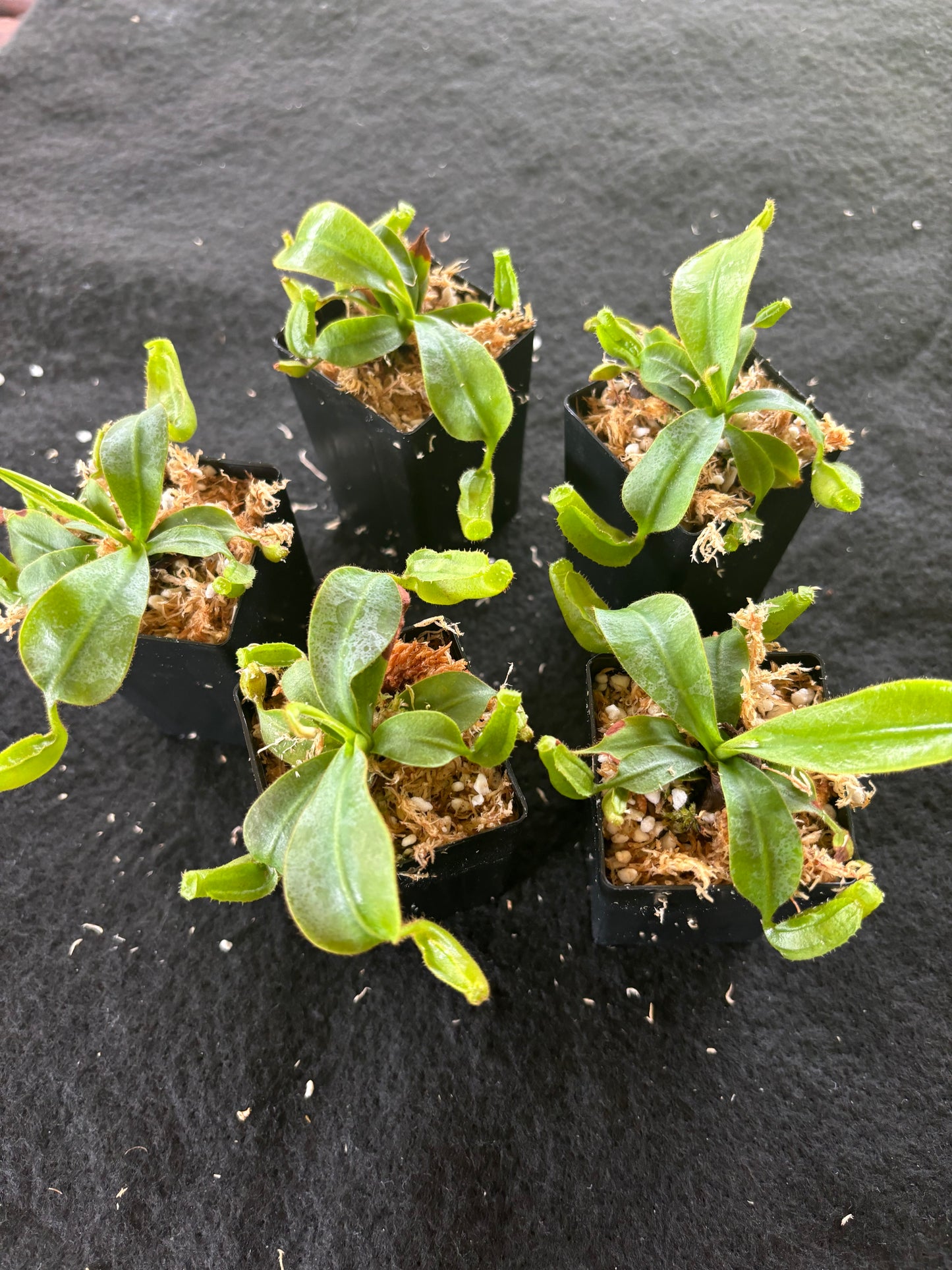 Nepenthes (veitchii x burbidgeae) x veitchii K