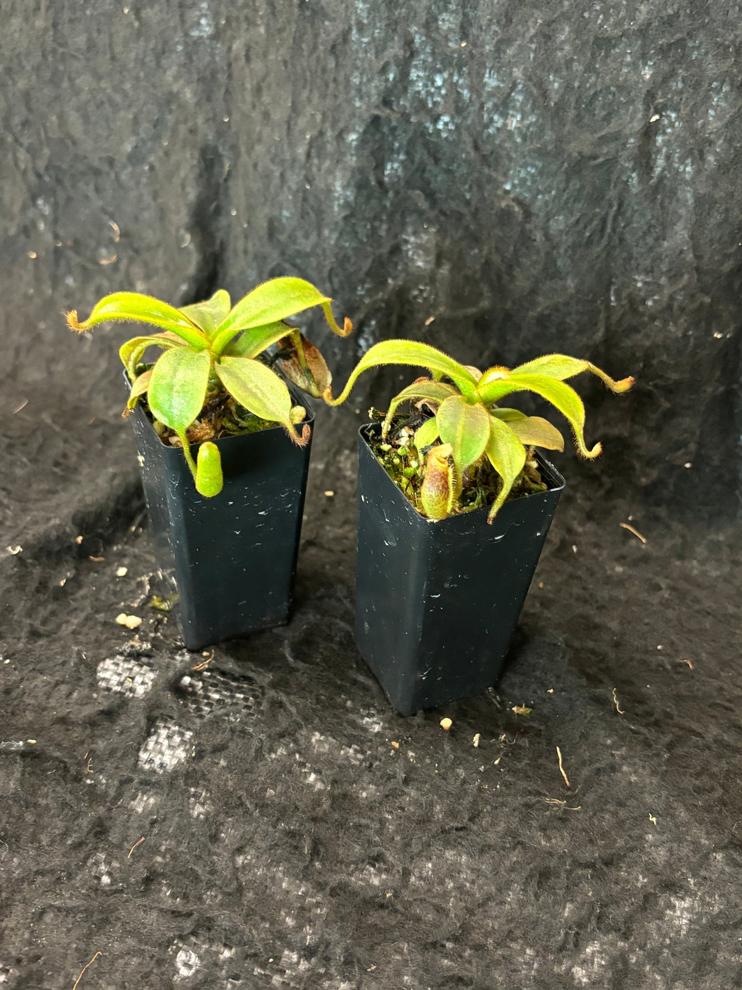 Nepenthes mollis x veitchii SG